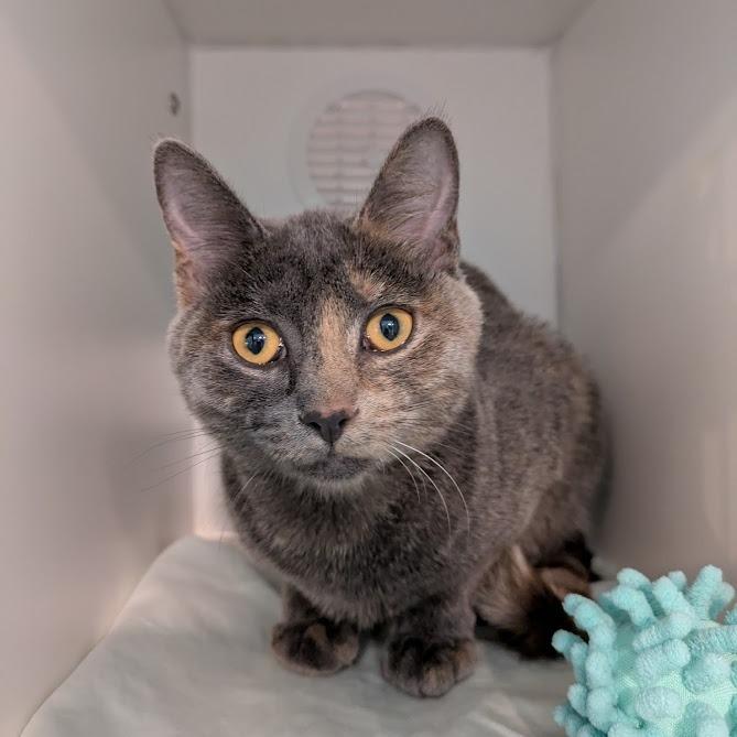 Enlarge Ashley, a Adoptable Domestic Short Hair in South Burlington, VT image 5/5