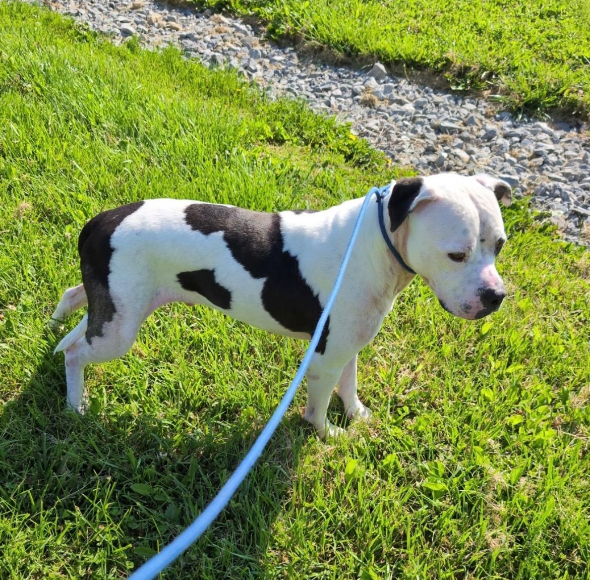 Enlarge Willie, a ADOPTABLE mixed breed in Sulphur, KY image 3/6