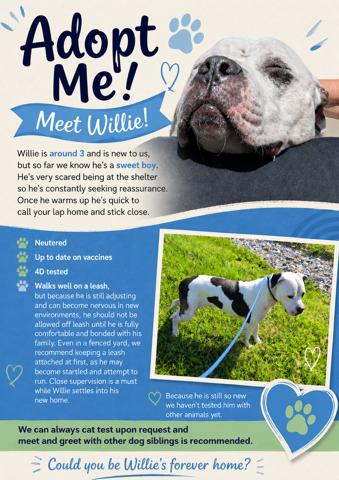 Enlarge Willie, a ADOPTABLE mixed breed in Sulphur, KY image 5/6