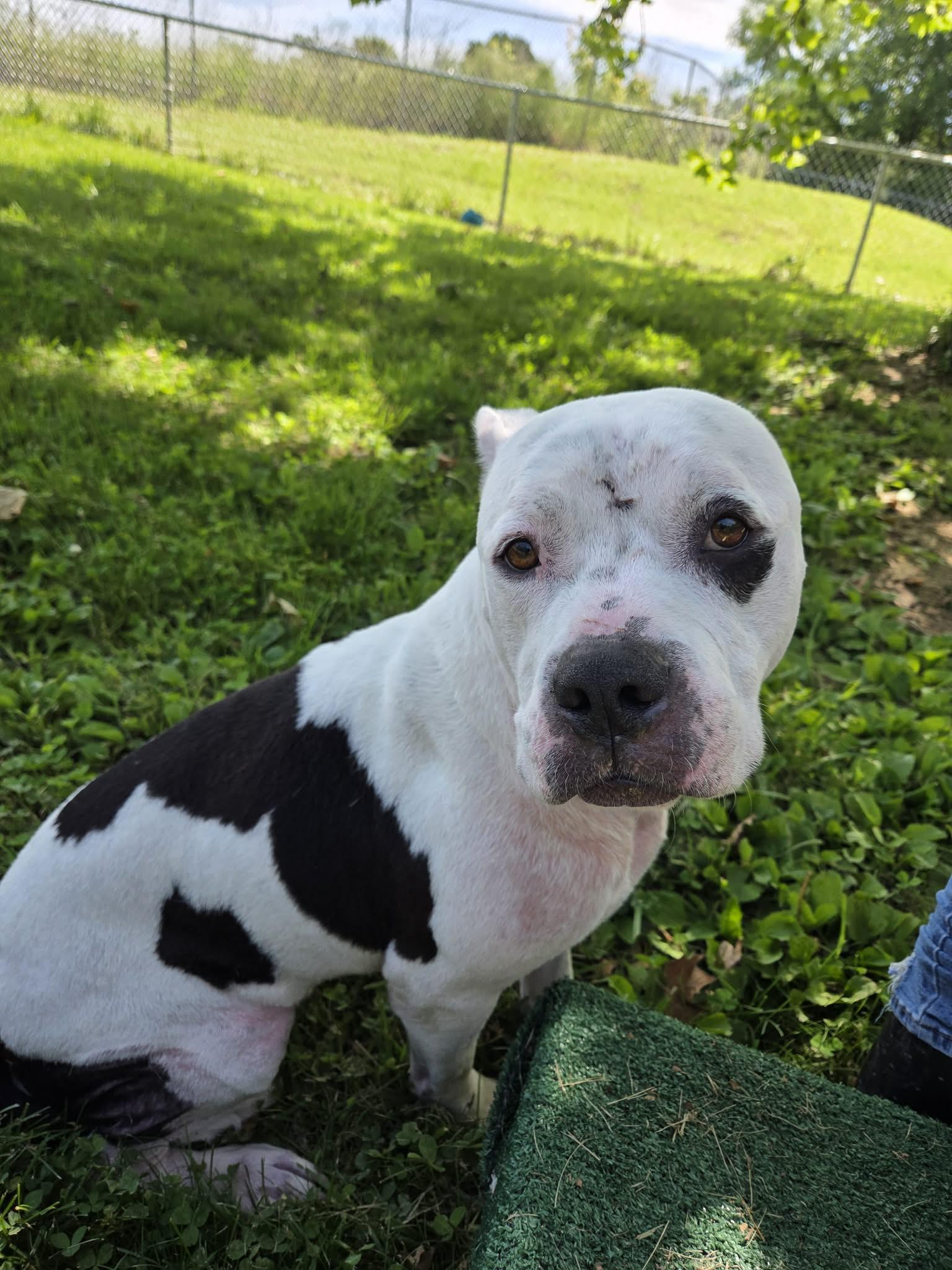 Enlarge Willie, a ADOPTABLE mixed breed in Sulphur, KY image 6/6