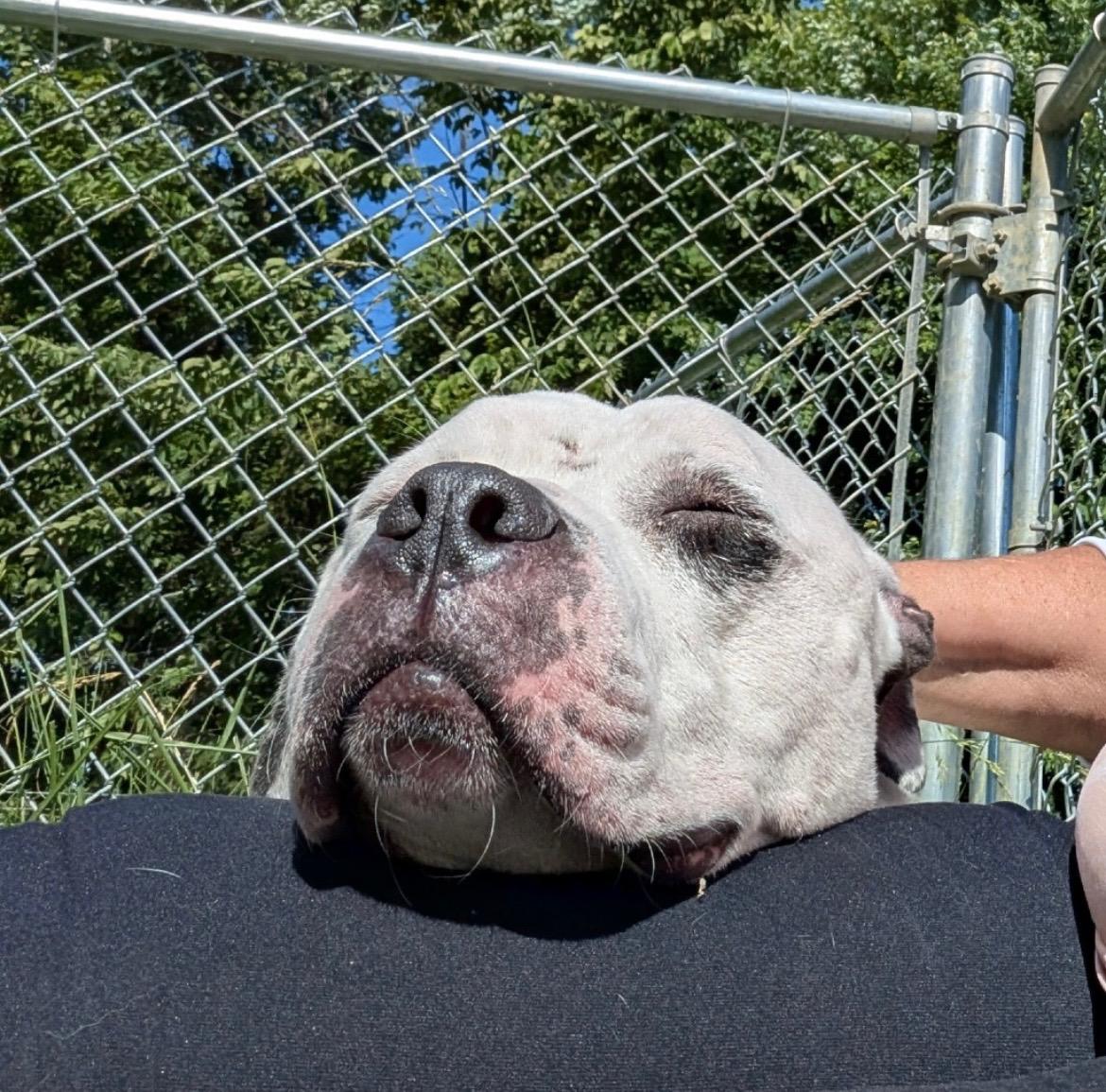 Enlarge Willie, a ADOPTABLE mixed breed in Sulphur, KY image 4/6