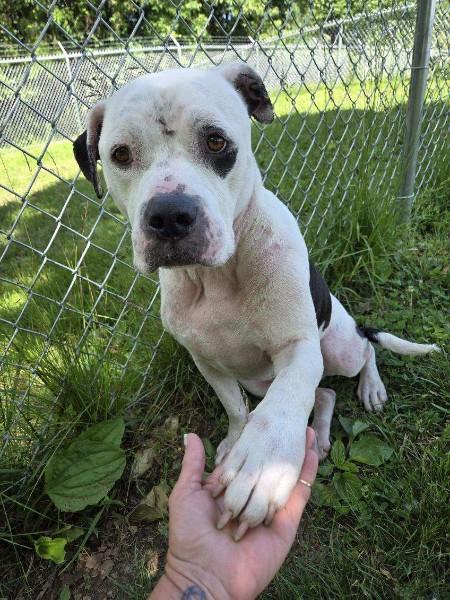 Enlarge Willie, a ADOPTABLE mixed breed in Sulphur, KY image 1/6