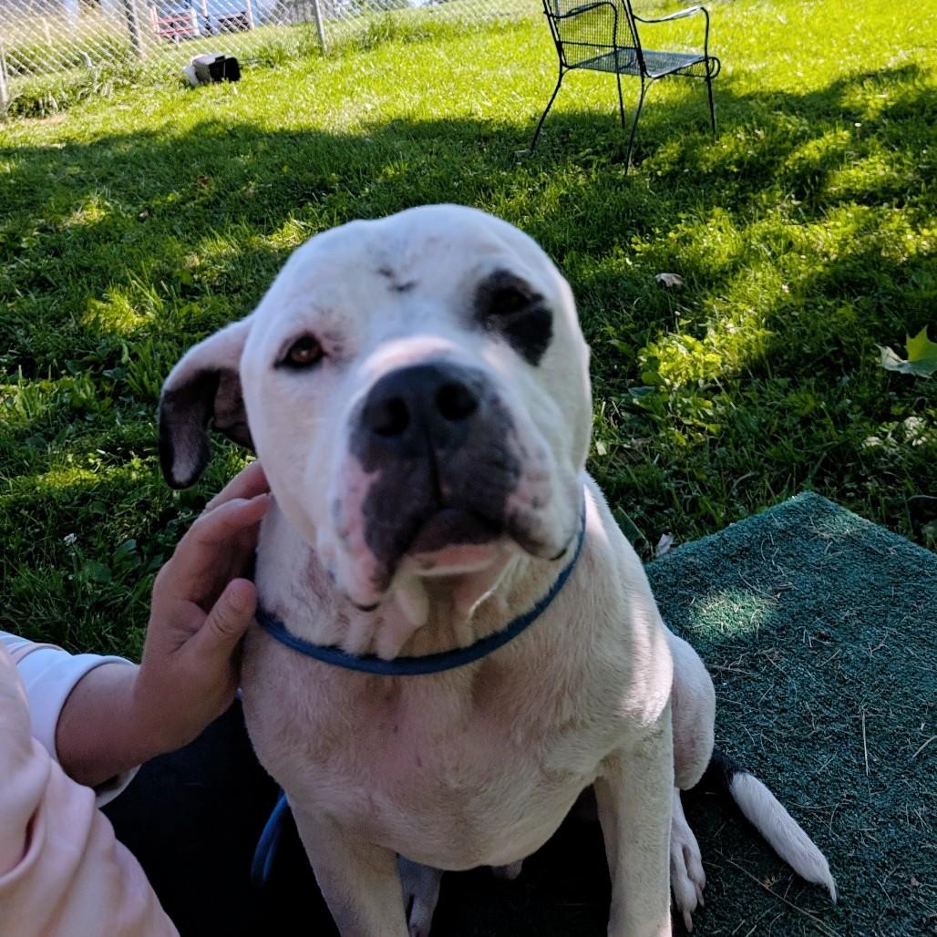 Enlarge Willie, a ADOPTABLE mixed breed in Sulphur, KY image 2/6