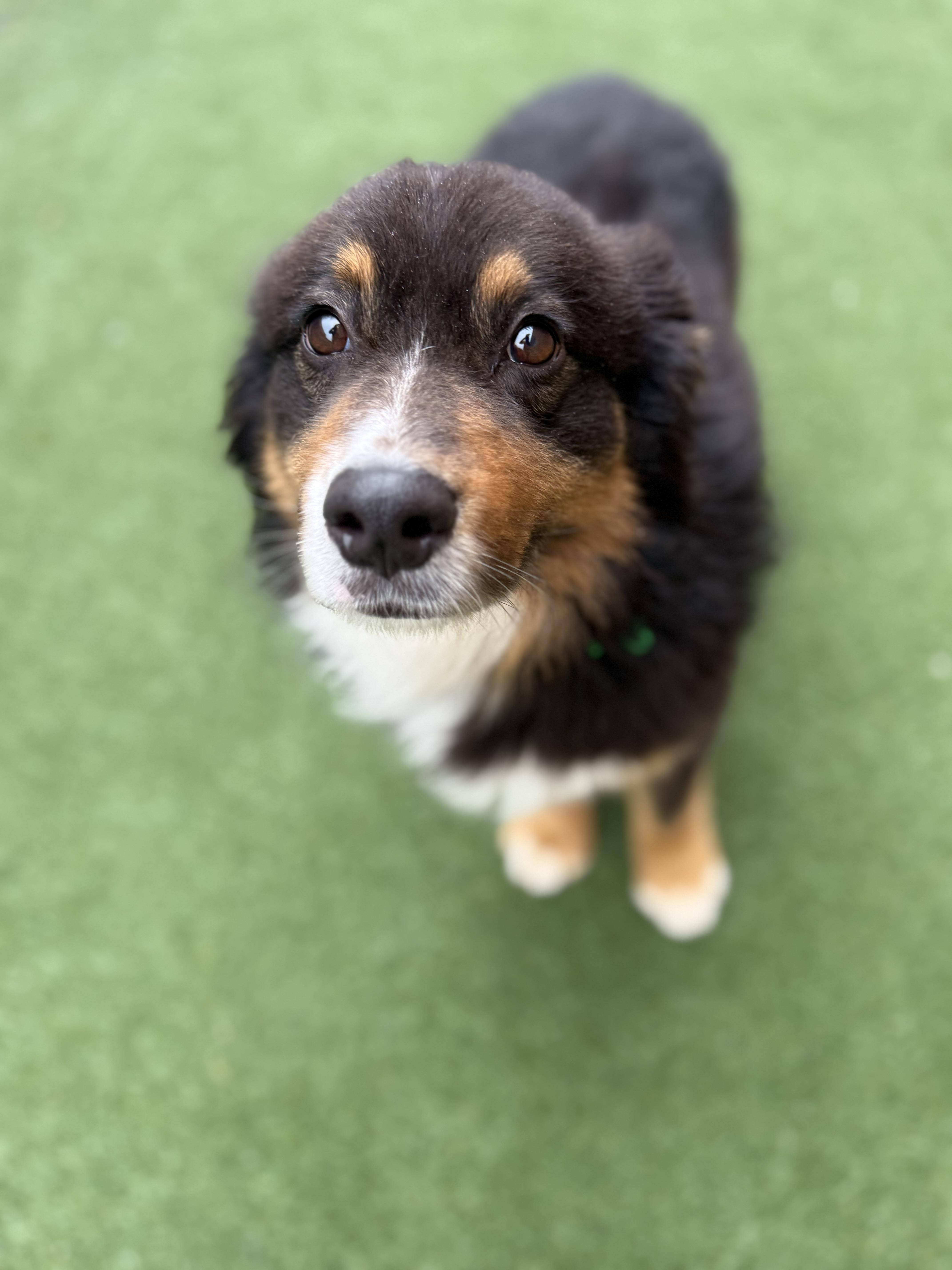 Enlarge Bank, an adoptable Australian Cattle Dog / Blue Heeler in Itasca, IL image 2/3