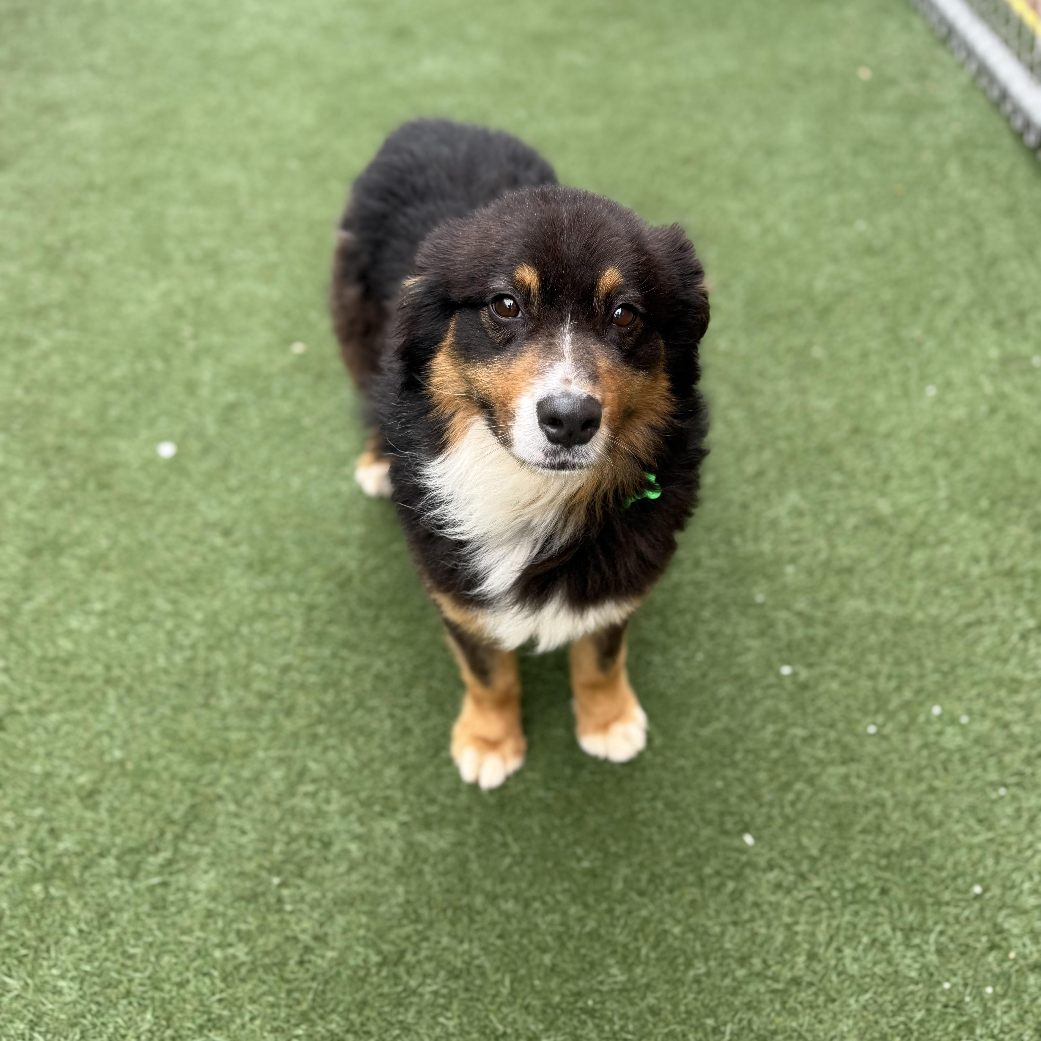 Enlarge Bank, an adoptable Australian Cattle Dog / Blue Heeler in Itasca, IL image 3/3