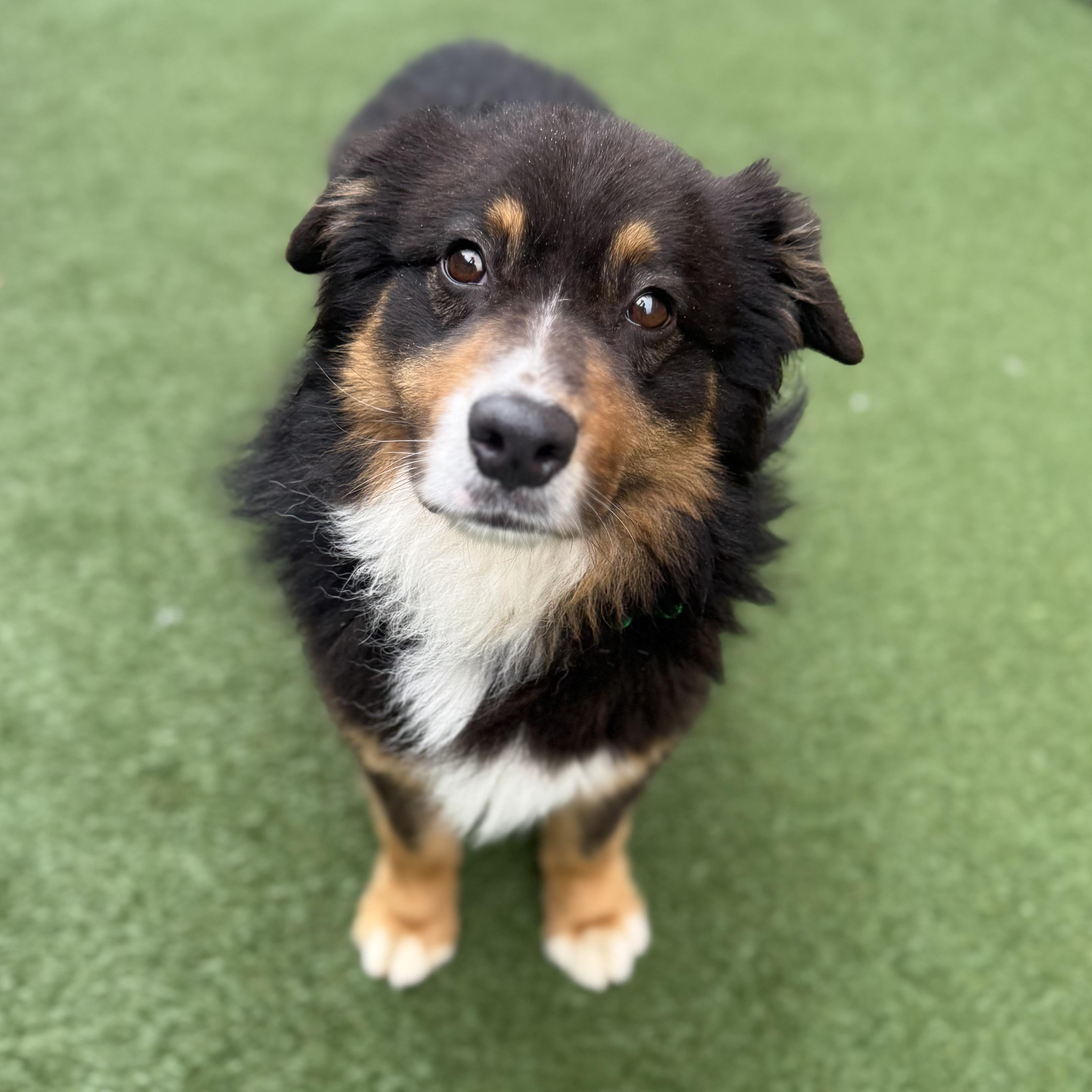 Enlarge Bank, an adoptable Australian Cattle Dog / Blue Heeler in Itasca, IL image 1/3