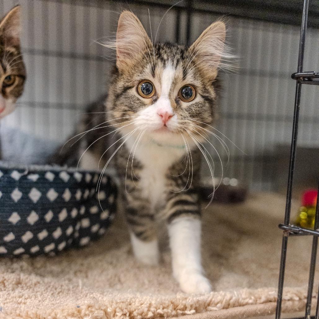 Quintessa, Adoptable, Kitten Female Domestic Long Hair.