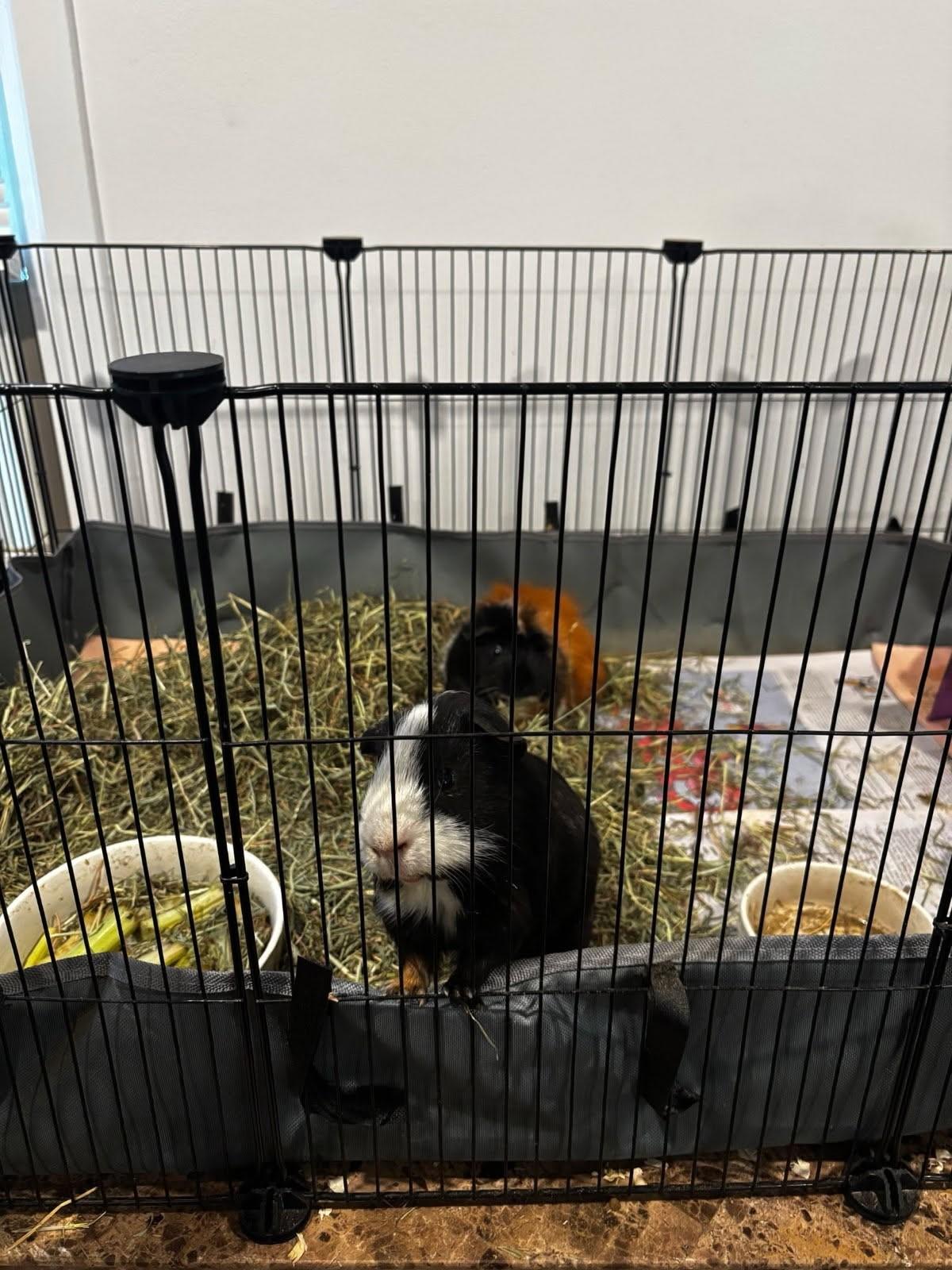 zzCourtesy Listing for Guinea Pig Brothers, a Adoptable Guinea Pig in New Rochelle, NY image 2/2