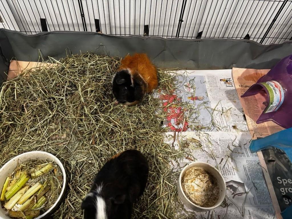 zzCourtesy Listing for Guinea Pig Brothers, a Adoptable Guinea Pig in New Rochelle, NY image 1/2
