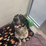 Enlarge Ace, an adopted Bluetick Coonhound in Hilliard, OH image 1/1