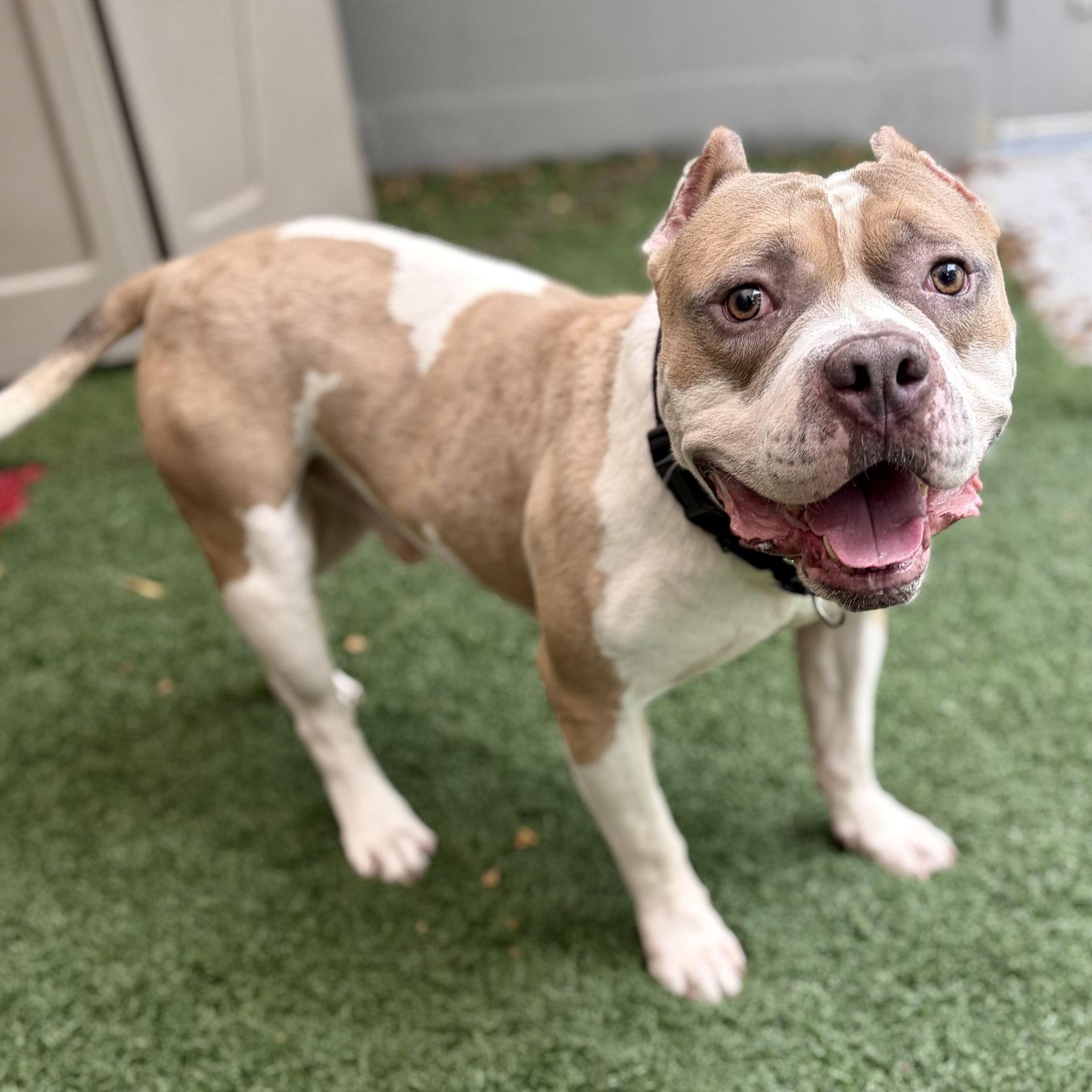 Tofu, Adoptable, Adult Male Pit Bull Terrier.
