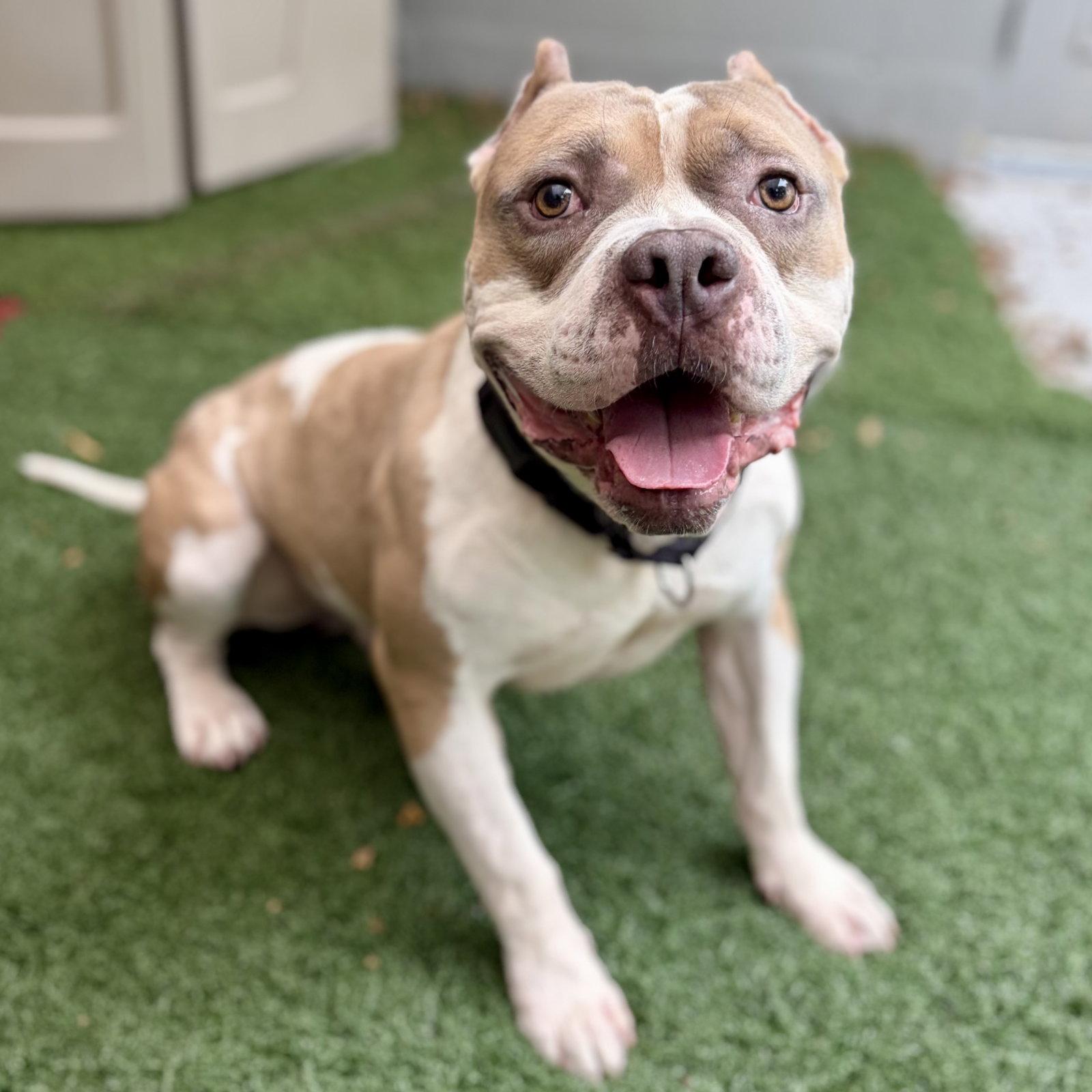 Tofu, a Adoptable Pit Bull Terrier in Whitehall, PA image 2/3