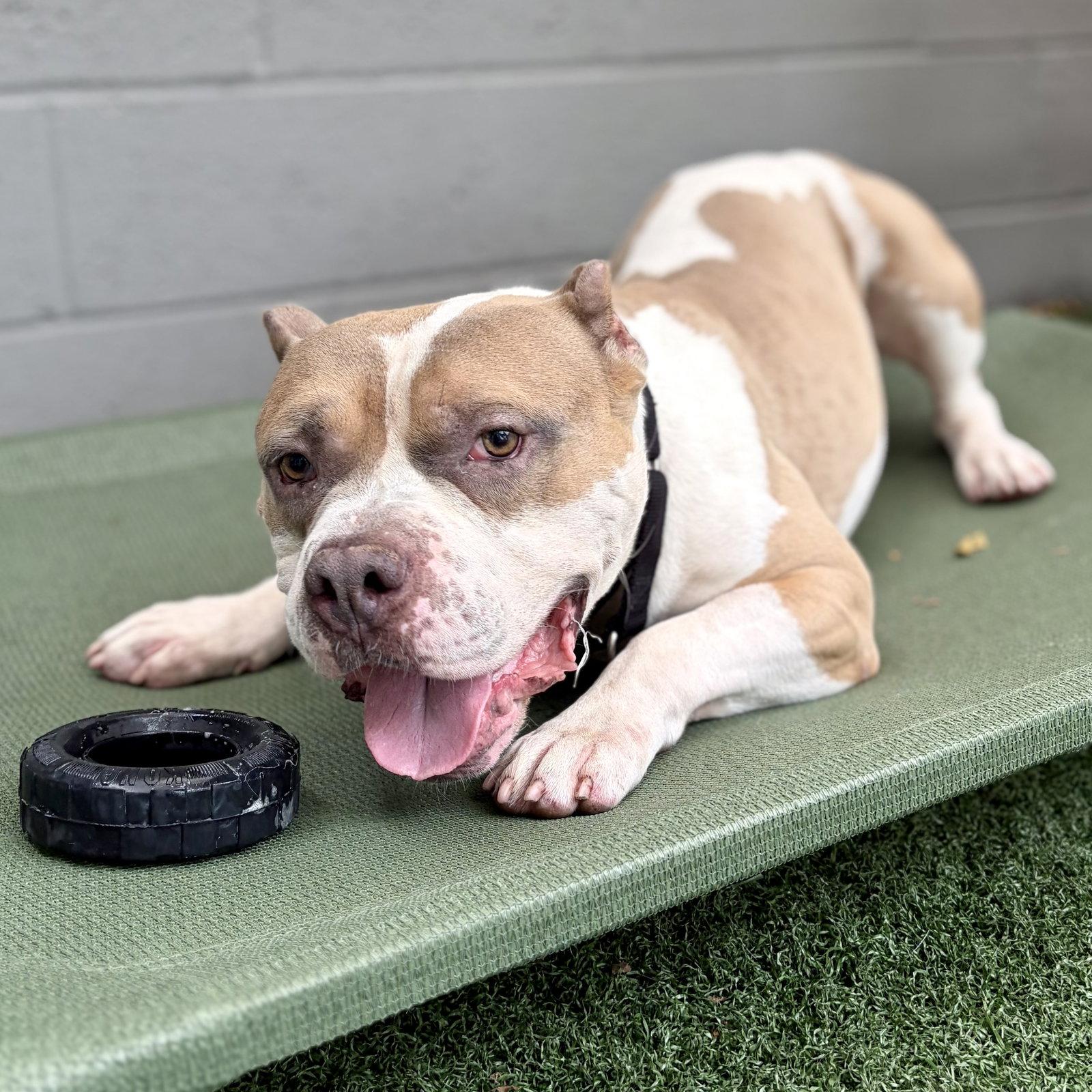 Tofu, a Adoptable Pit Bull Terrier in Whitehall, PA image 3/3