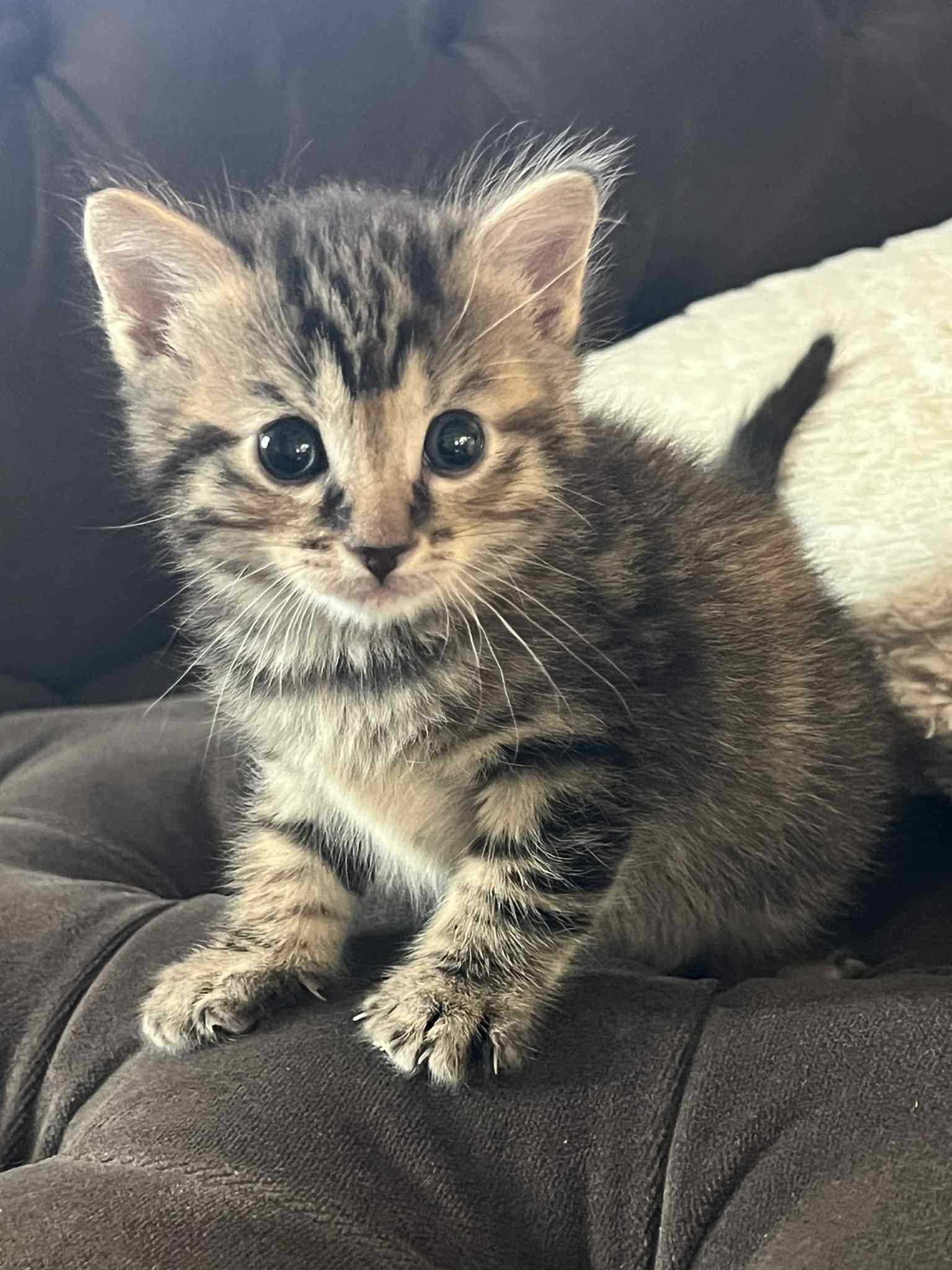 Enlarge Nellie Chef, a Adoptable Domestic Short Hair in Staten Island, NY image 3/5