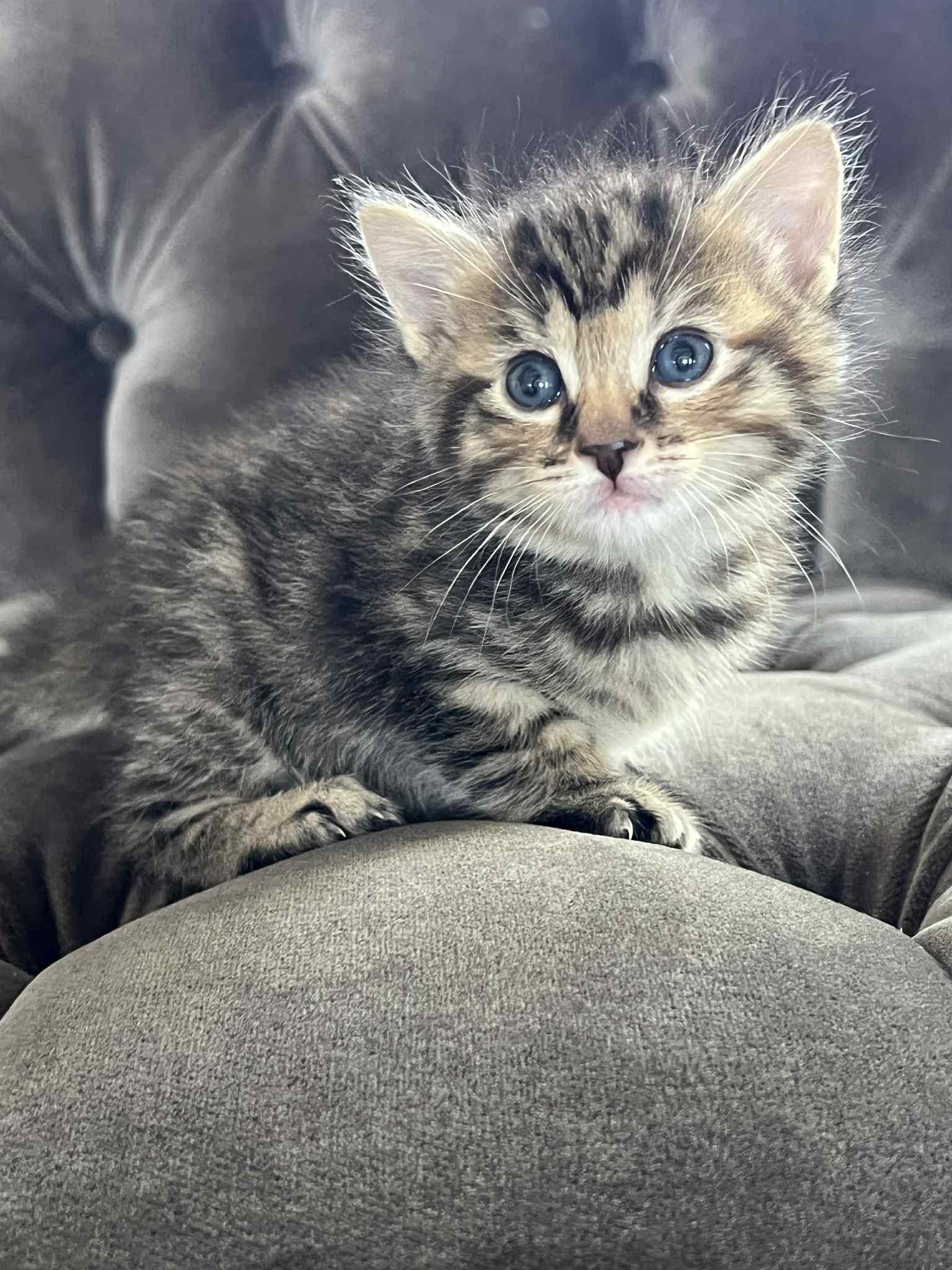 Enlarge Nellie Chef, a Adoptable Domestic Short Hair in Staten Island, NY image 5/5