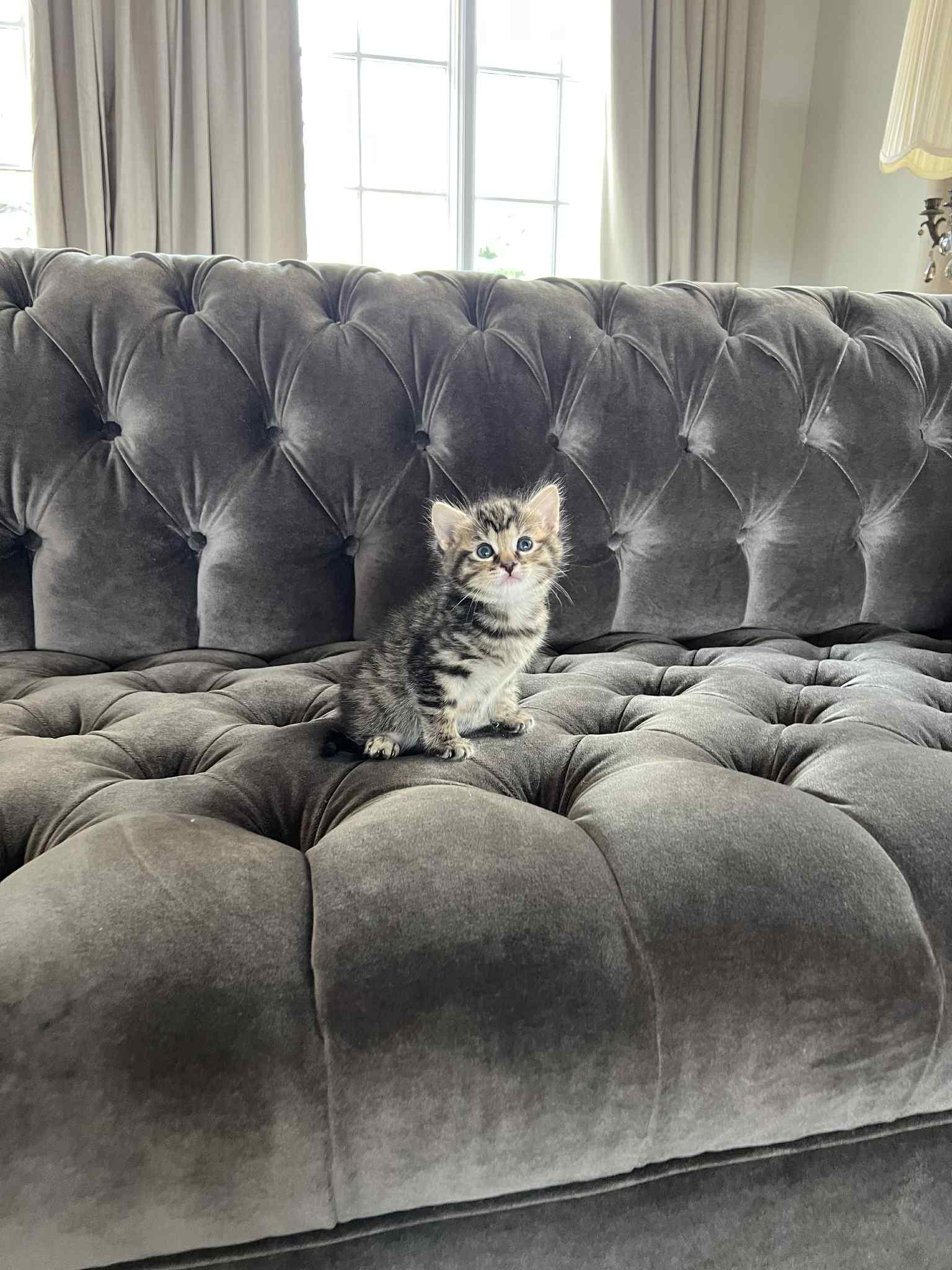 Enlarge Nellie Chef, a Adoptable Domestic Short Hair in Staten Island, NY image 4/5