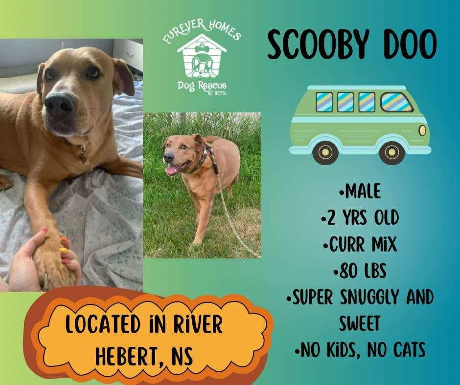 Scooby Doo, an adoptable Black Mouth Cur in River Hebert, NS, B0L 1G0 | Photo Image 1