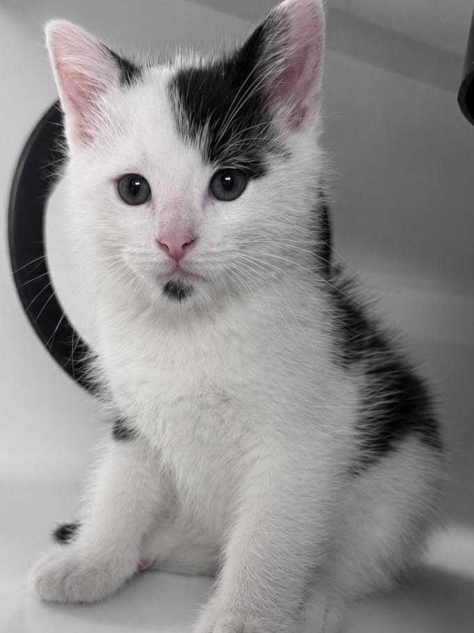 Enlarge Goatee, a Adoptable mixed breed in Saint Paul, MN image 1/1