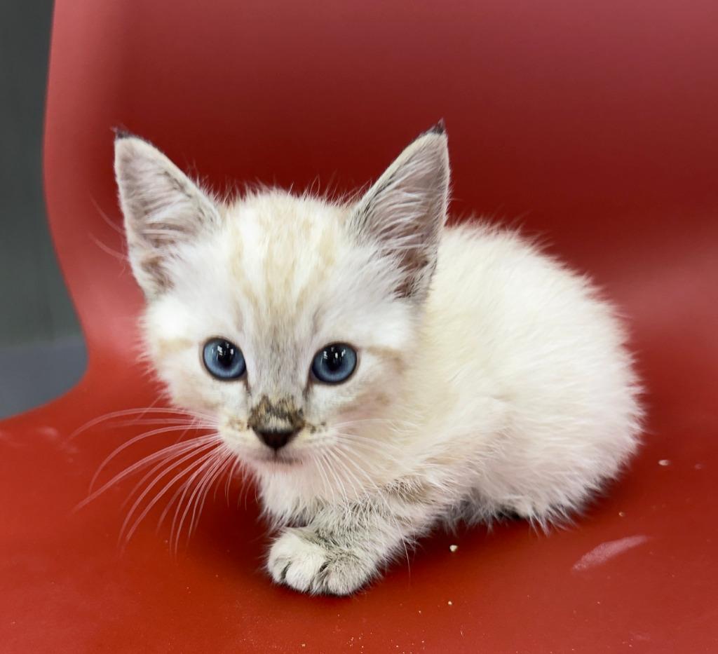 Enlarge Walter, a Adopted Siamese in San Pedro, CA image 1/1