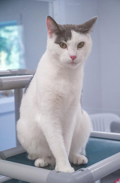 Struvi, a Adoptable Domestic Short Hair in Geneseo, IL image 1/6