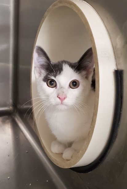 Struvi, a Adoptable Domestic Short Hair in Geneseo, IL image 2/6