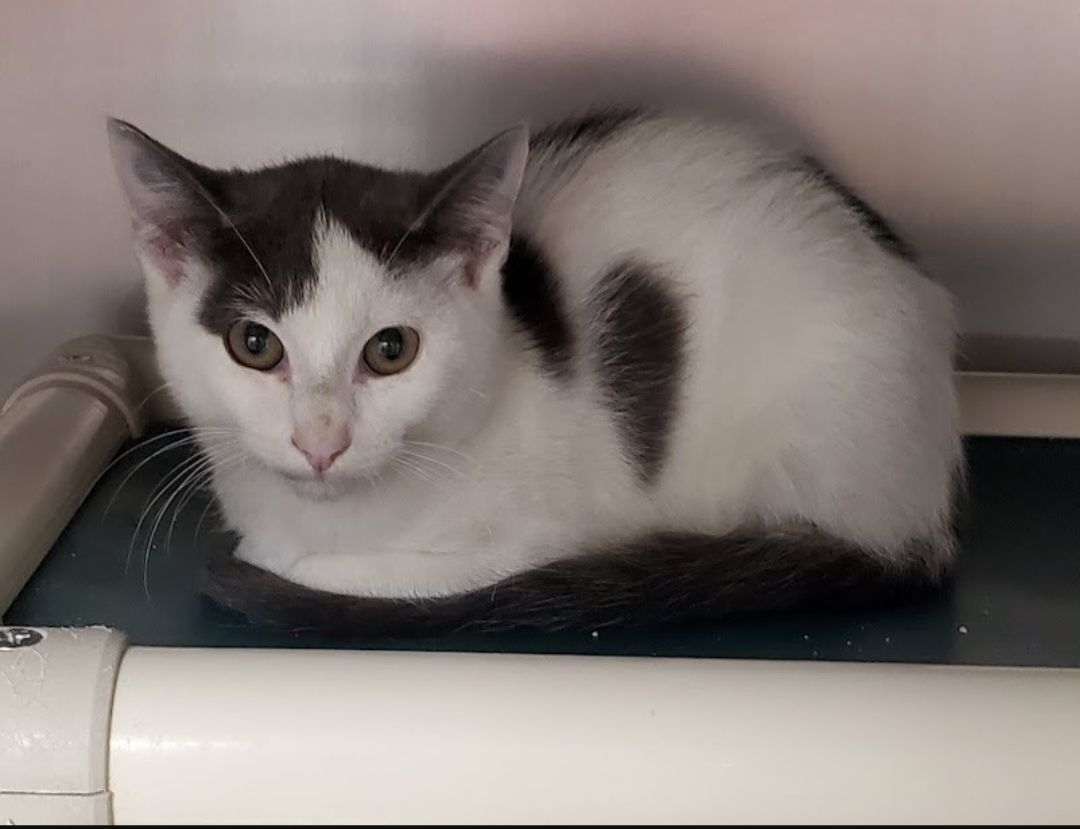 Struvi, a Adoptable Domestic Short Hair in Geneseo, IL image 4/6