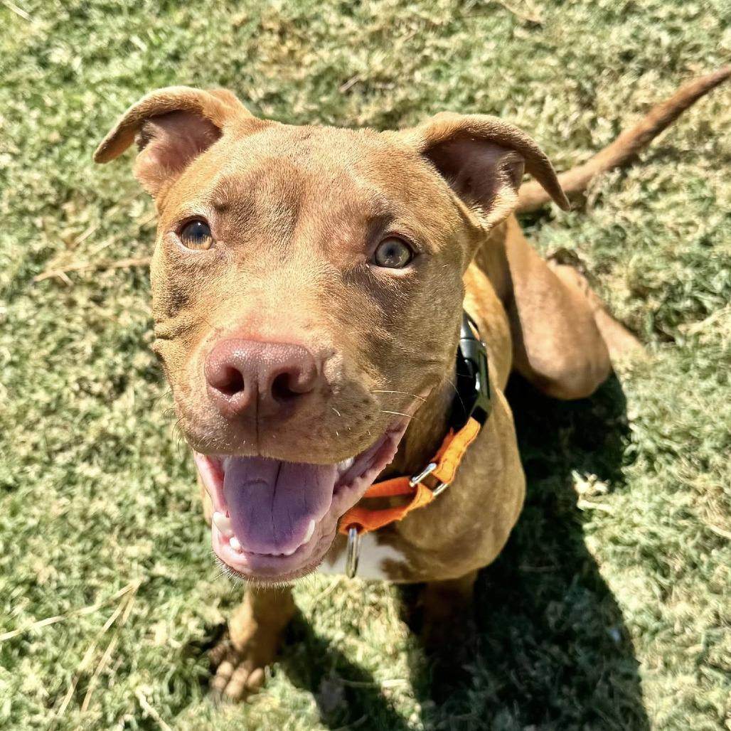 Xavier, Adoptable, Young Male American Staffordshire Terrier.