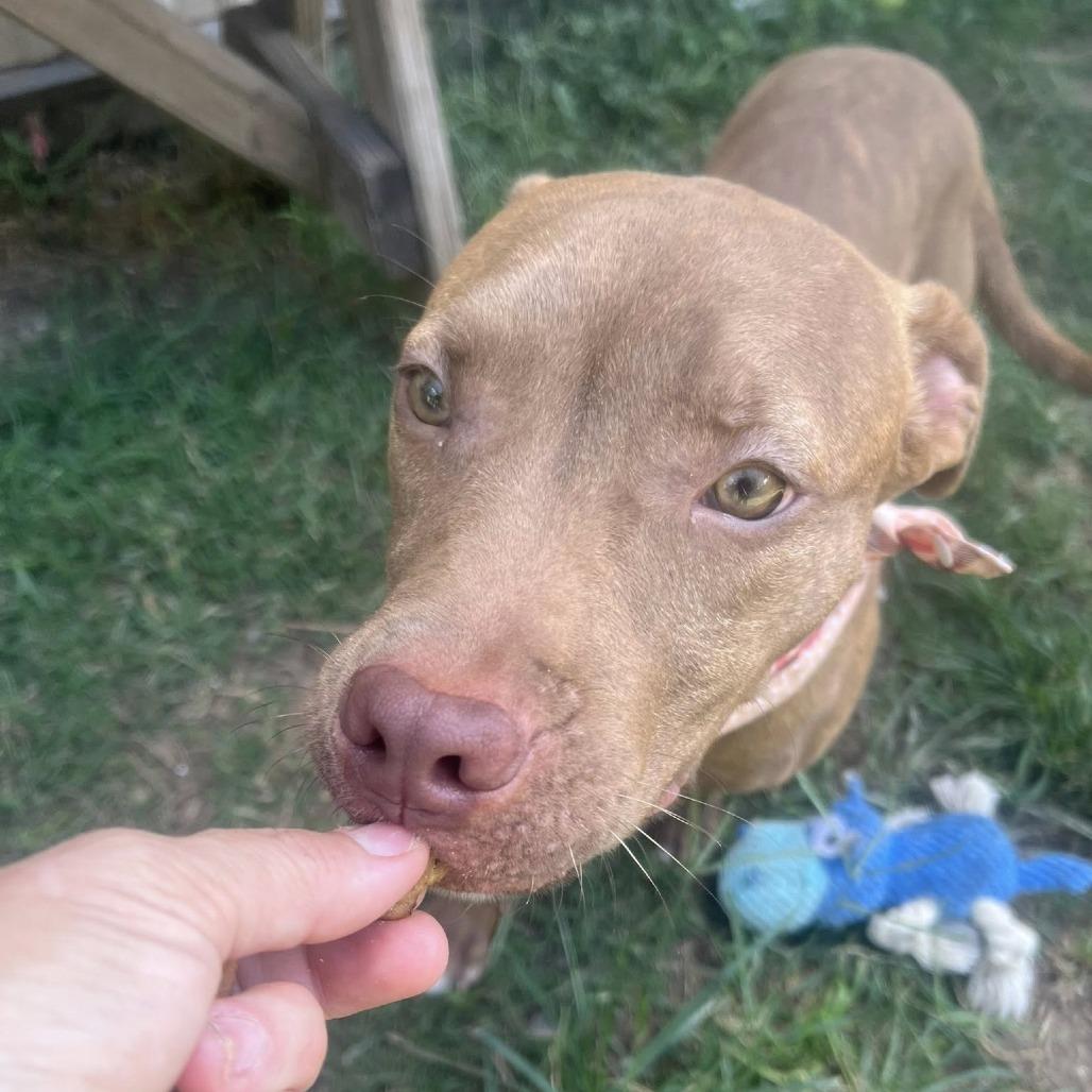 Xavier, a Adoptable American Staffordshire Terrier in Napa, CA image 2/6