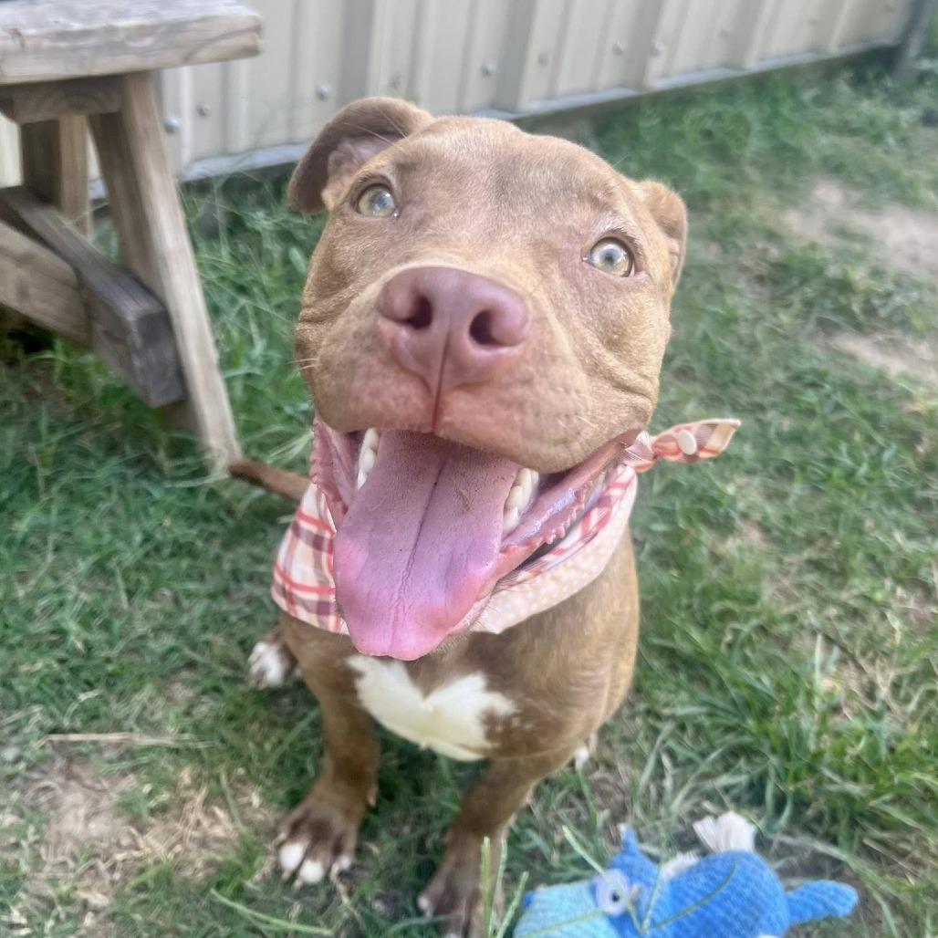 Xavier, a Adoptable American Staffordshire Terrier in Napa, CA image 3/6