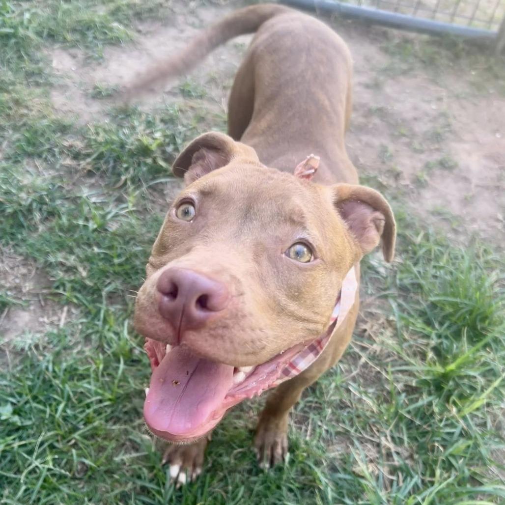 Xavier, a Adoptable American Staffordshire Terrier in Napa, CA image 4/6