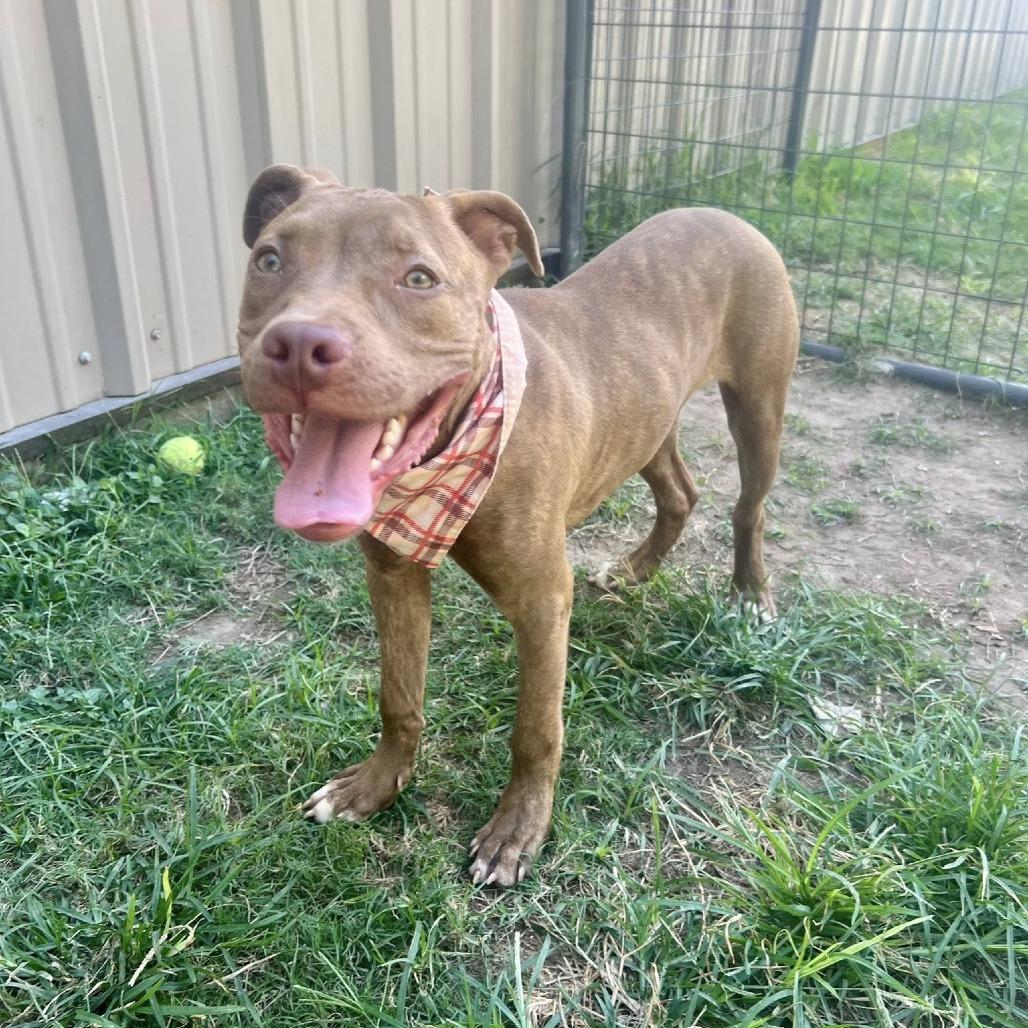 Xavier, a Adoptable American Staffordshire Terrier in Napa, CA image 5/6
