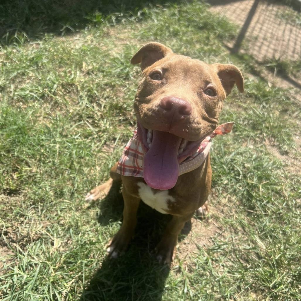 Xavier, a Adoptable American Staffordshire Terrier in Napa, CA image 6/6