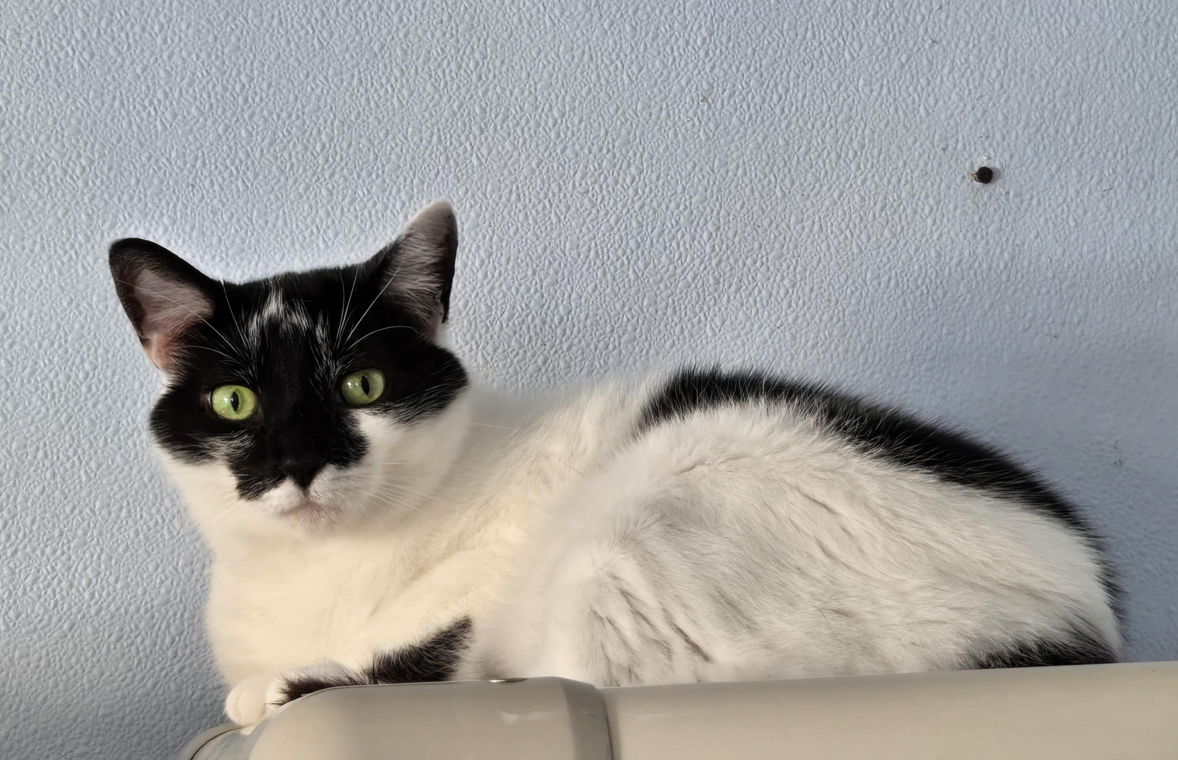 Lady, a Adoptable Domestic Medium Hair in Eglin AFB, FL image 1/3