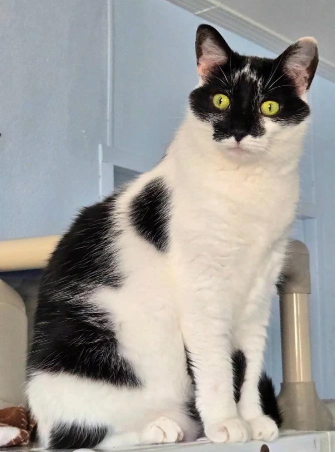 Lady, a Adoptable Domestic Medium Hair in Eglin AFB, FL image 2/3