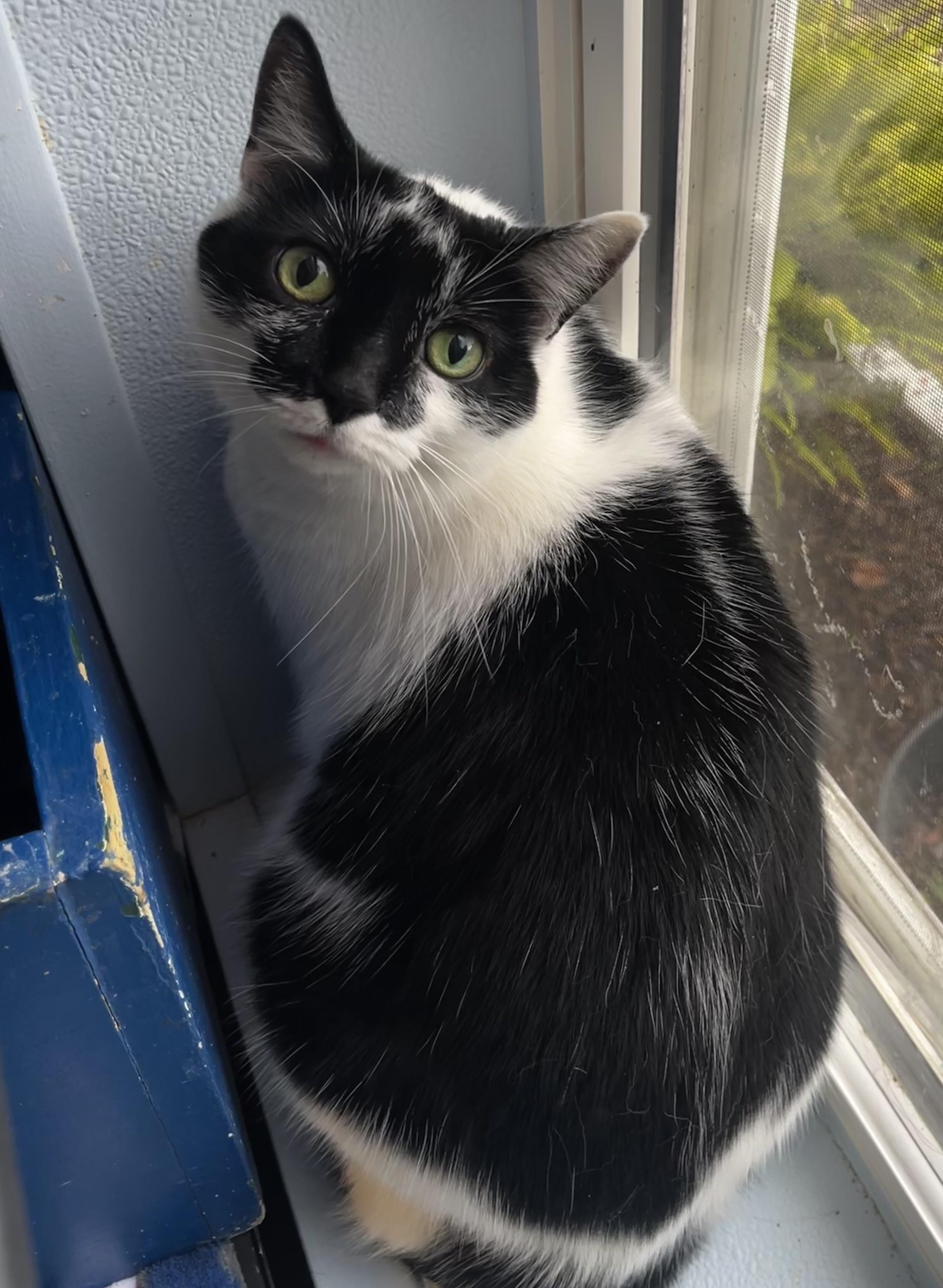 Lady, an adoptable Domestic Medium Hair in Eglin AFB, FL, 32542 | Photo Image 2