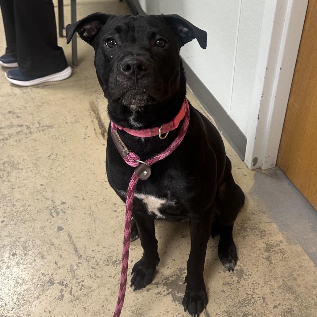 Athena, a Adoptable mixed breed in St. Peters, MO image 3/6