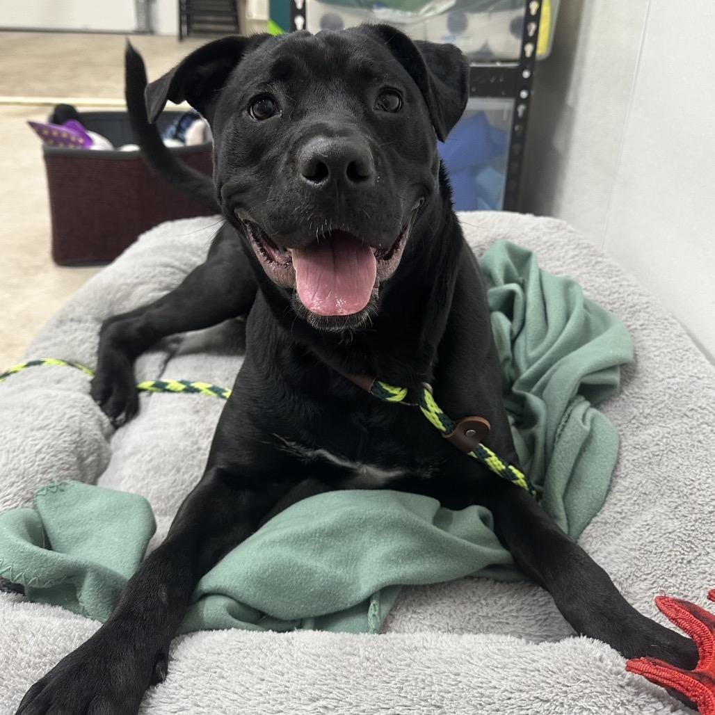 Athena, a Adoptable mixed breed in St. Peters, MO image 6/6