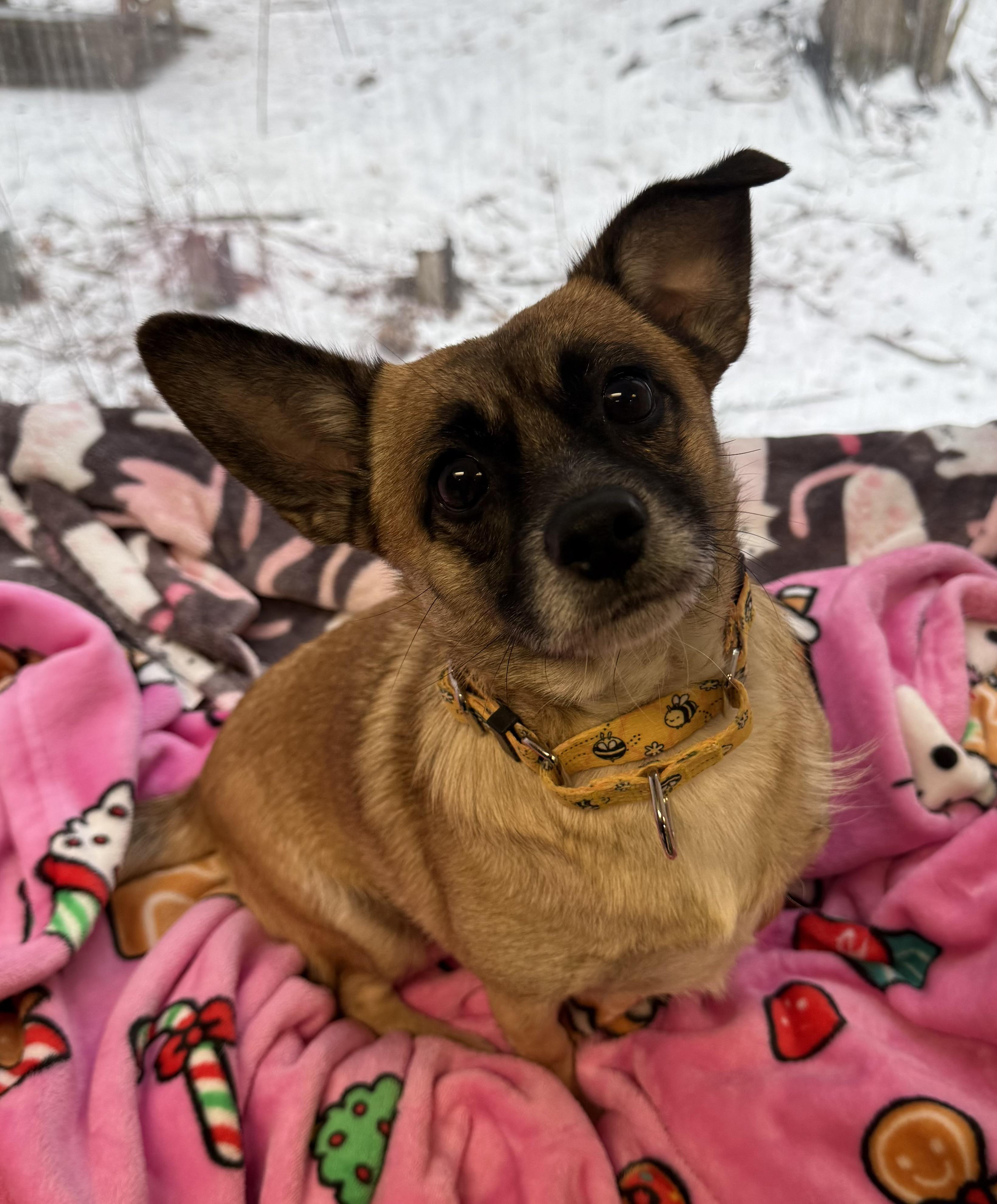 Enlarge Banjo and Squirt (pair), a ADOPTABLE Mixed Breed in Sudbury, MA image 6/6