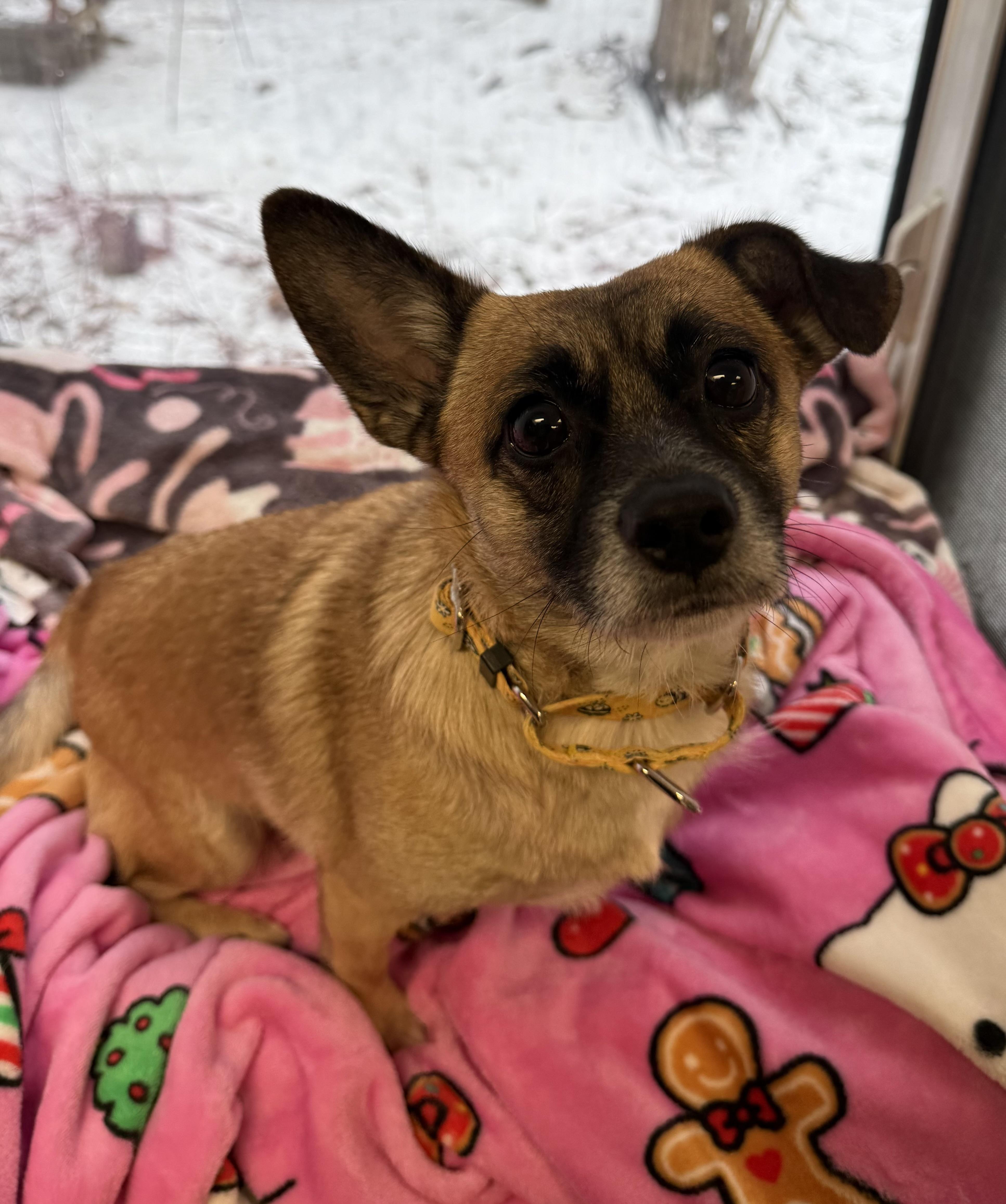 Enlarge Banjo and Squirt (pair), a ADOPTABLE Mixed Breed in Sudbury, MA image 4/6