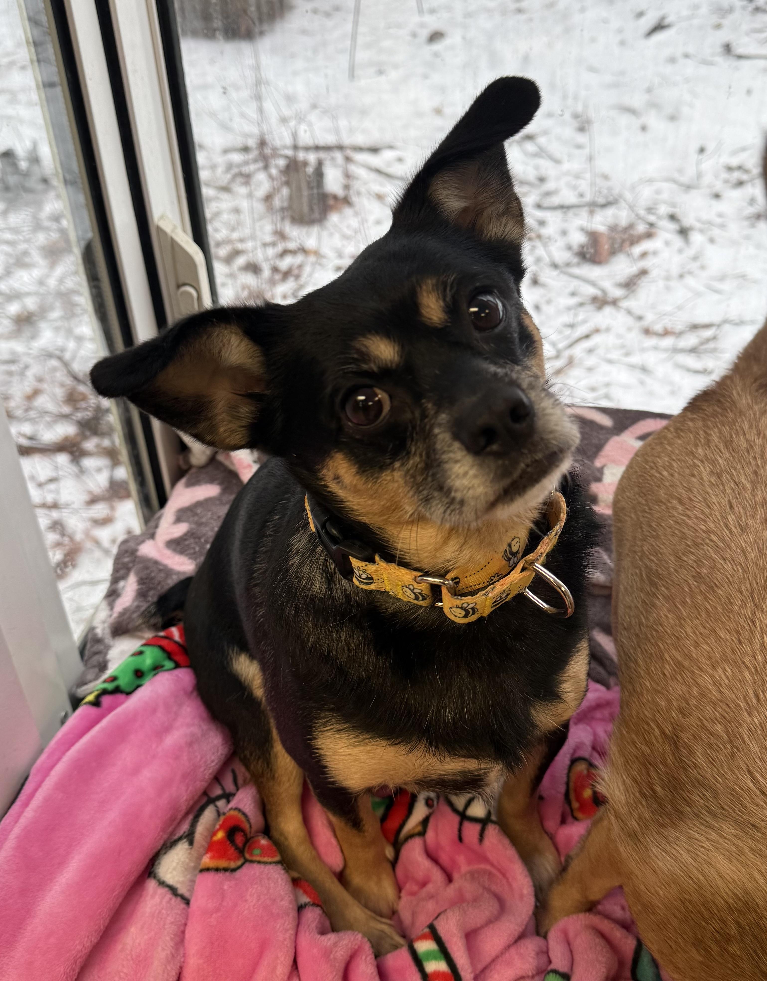 Enlarge Banjo and Squirt (pair), a ADOPTABLE Mixed Breed in Sudbury, MA image 2/6