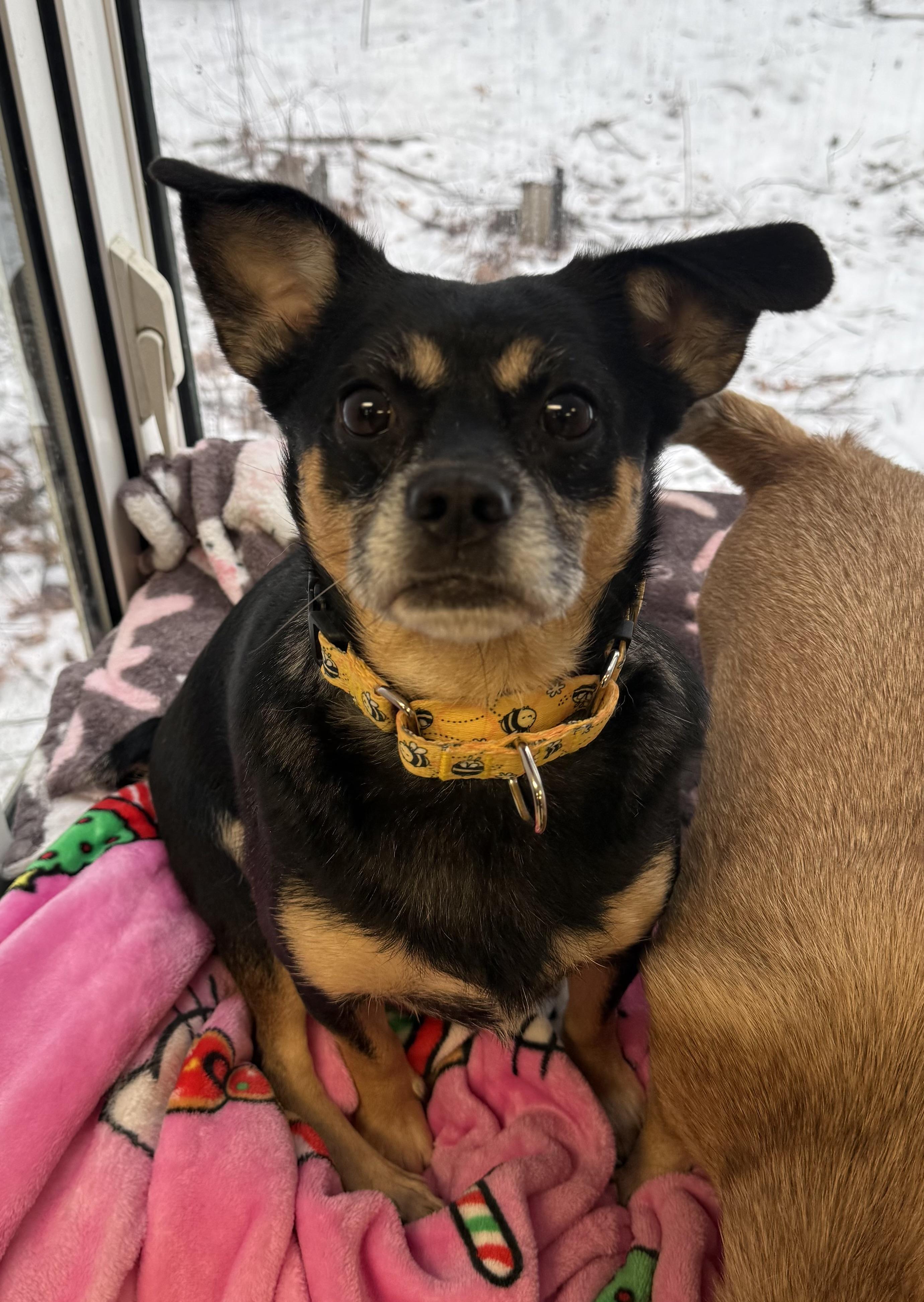 Enlarge Banjo and Squirt (pair), a ADOPTABLE Mixed Breed in Sudbury, MA image 5/6