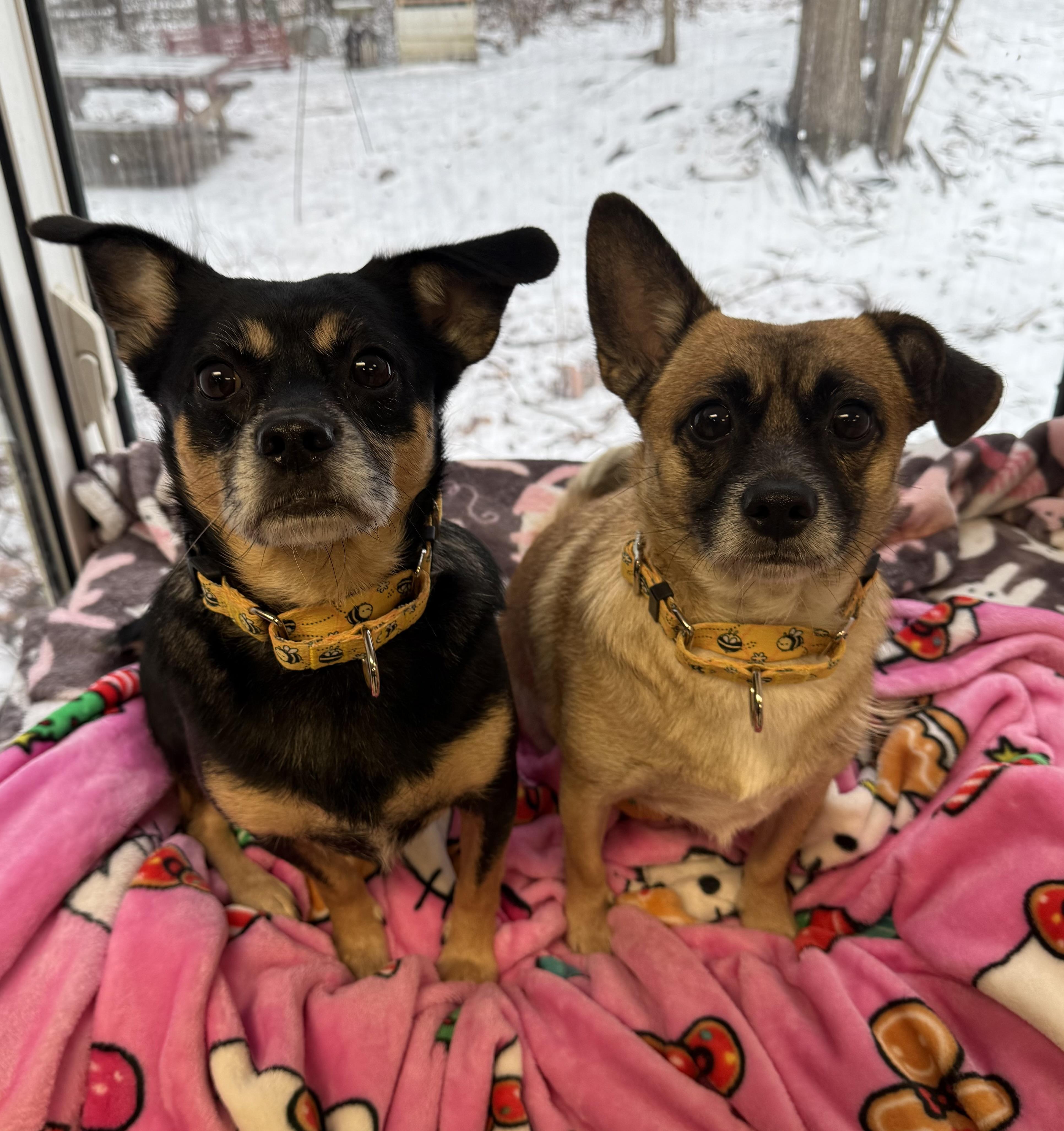 Banjo and Squirt (pair), ADOPTABLE, Adult Male Mixed Breed.