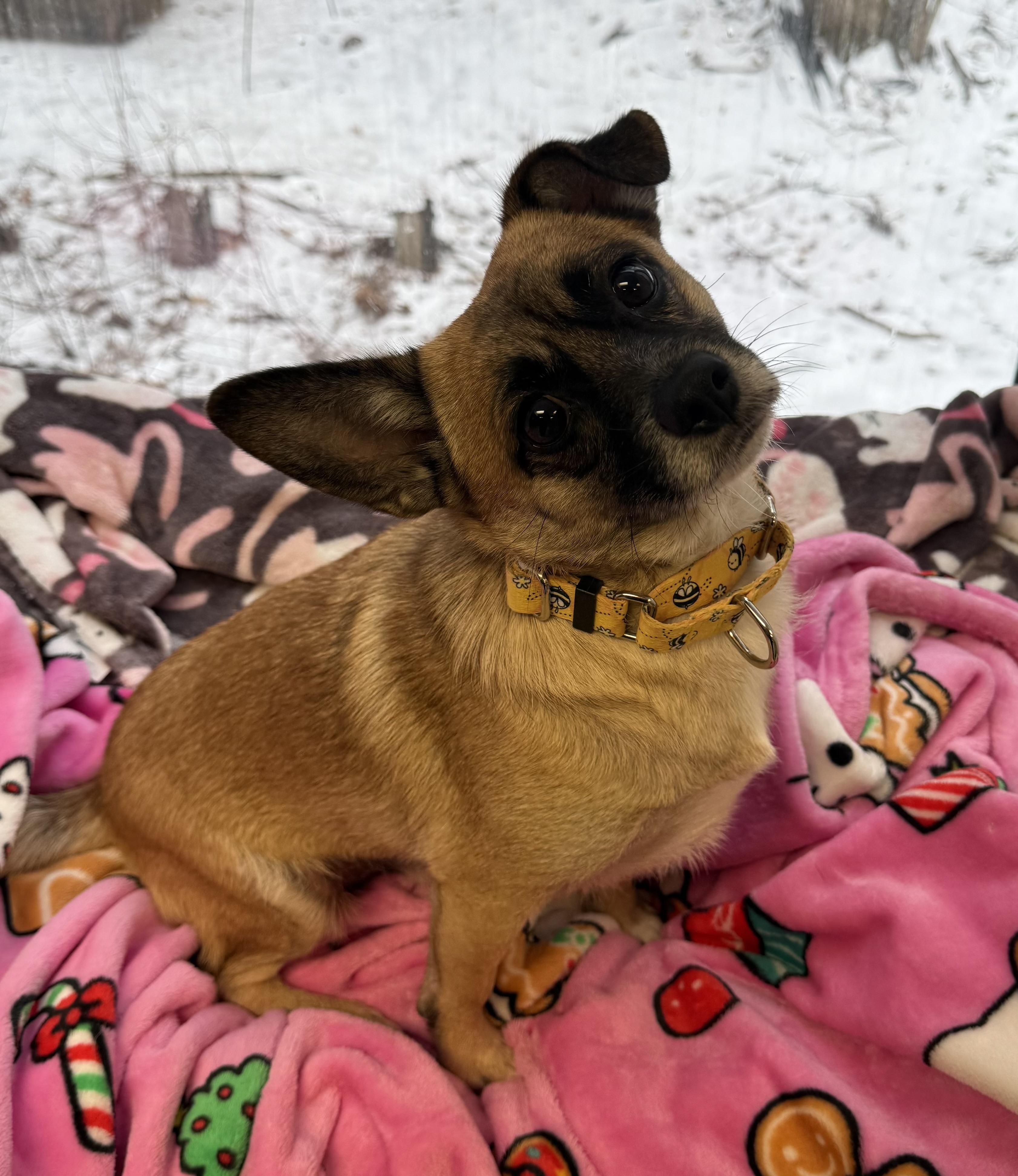 Enlarge Banjo and Squirt (pair), a ADOPTABLE Mixed Breed in Sudbury, MA image 3/6