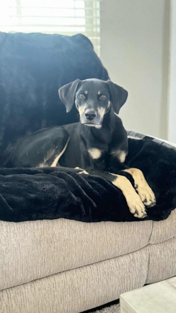 Remmy Red, Adoptable, Adult Male German Shepherd Dog & Hound.