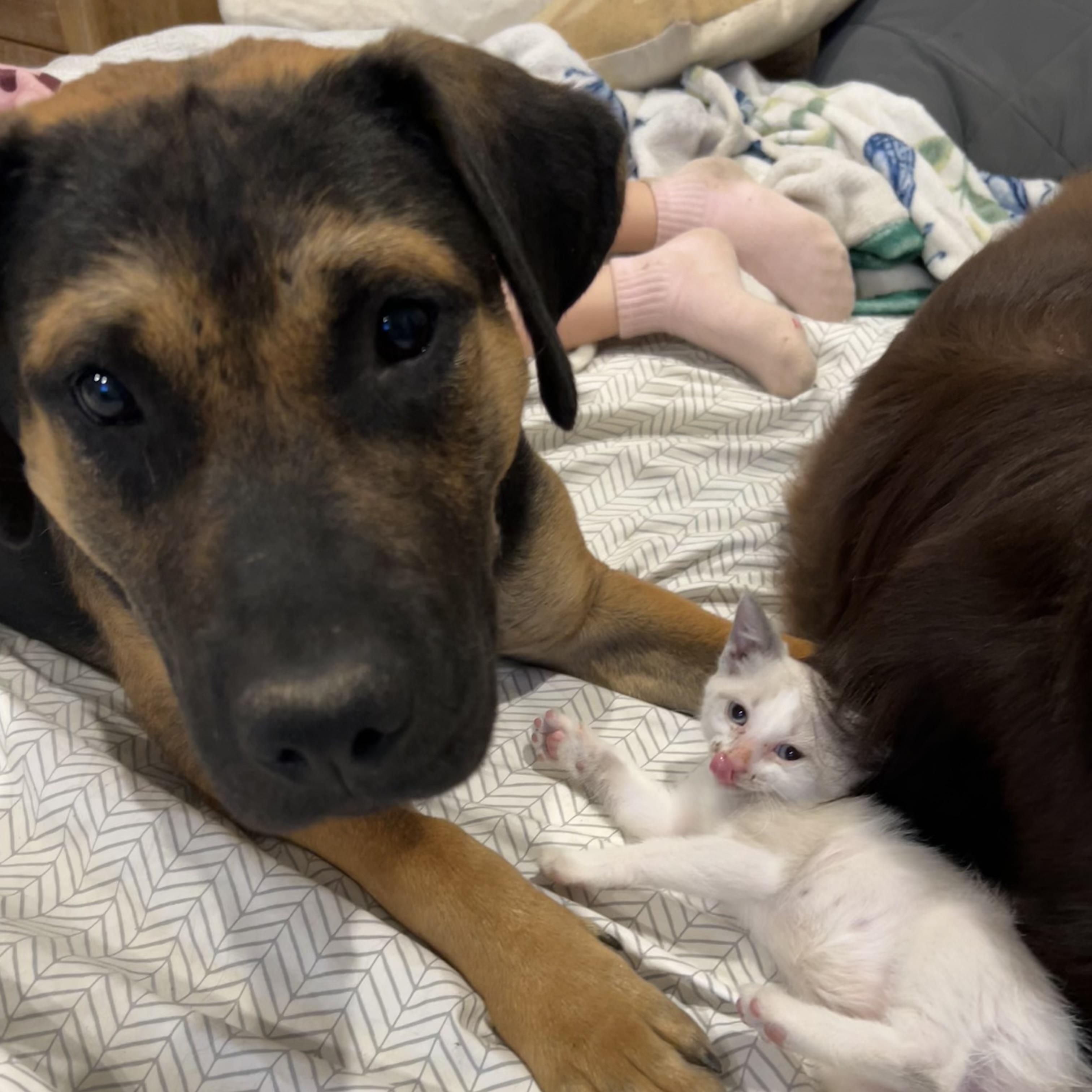 Enlarge Emmett, a Adoptable mixed breed in Alexandria, VA image 2/6