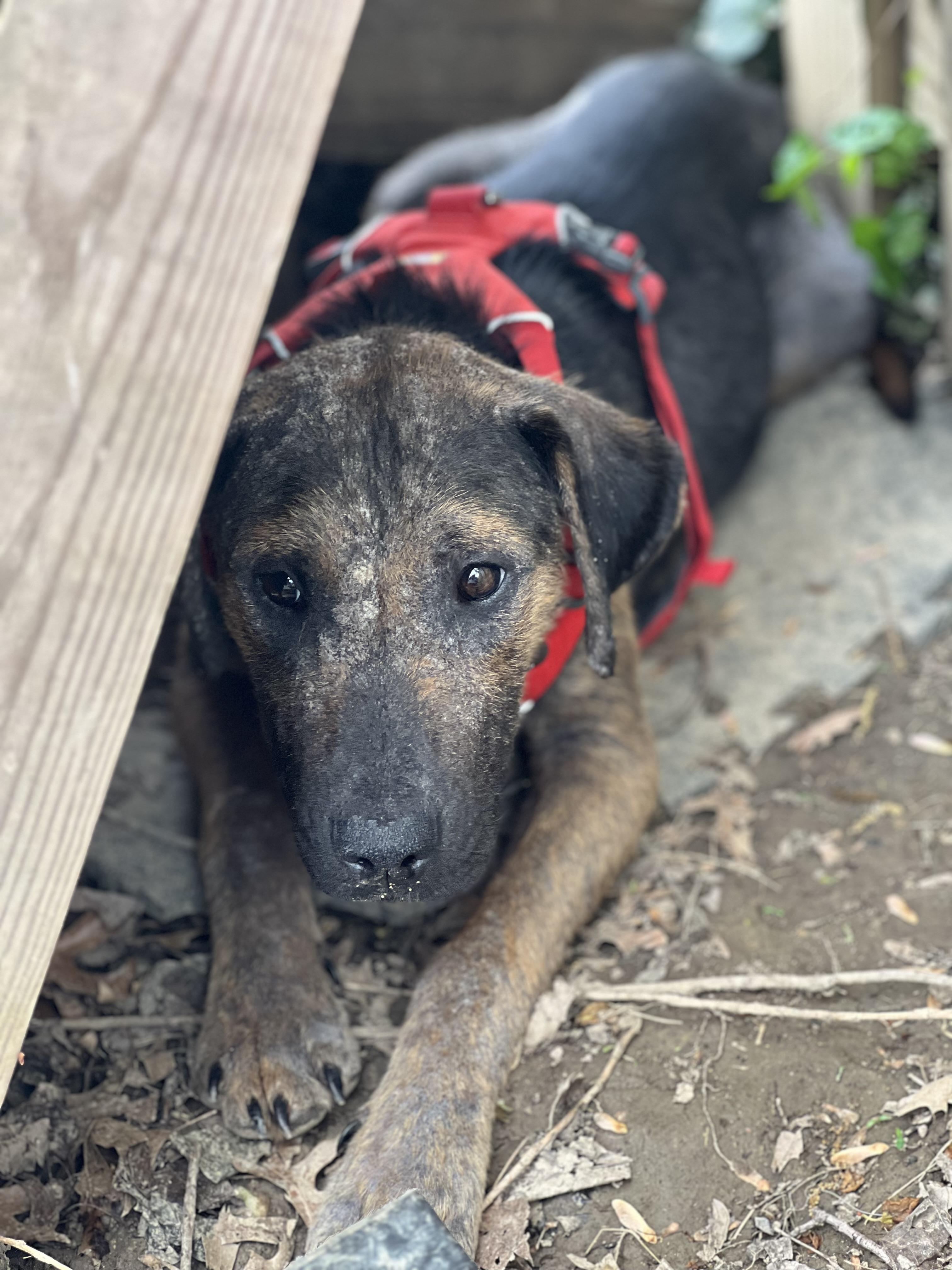 Enlarge Emmett, a Adoptable mixed breed in Alexandria, VA image 6/6