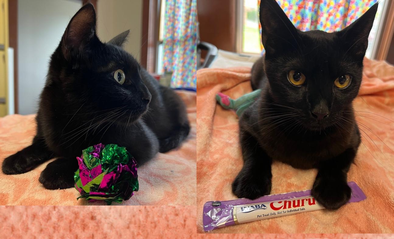 Enlarge Brothers Benny & Jet, a Adoptable Domestic Short Hair in Tillamook, OR image 3/6