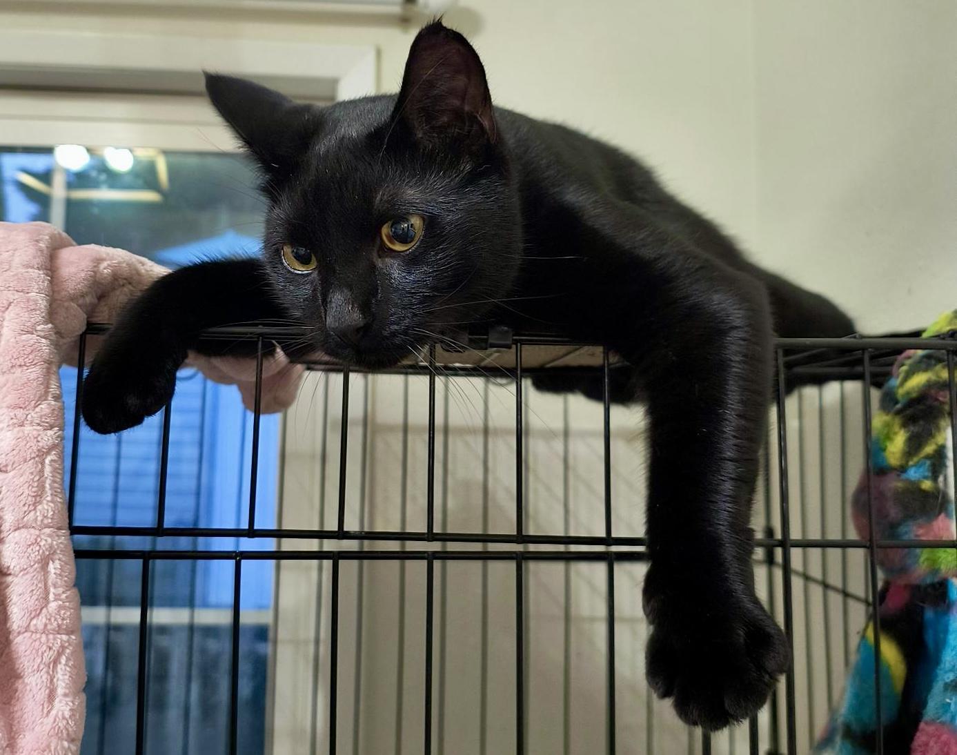 Enlarge Brothers Benny & Jet, an adoptable Domestic Short Hair in Tillamook, OR image 5/6