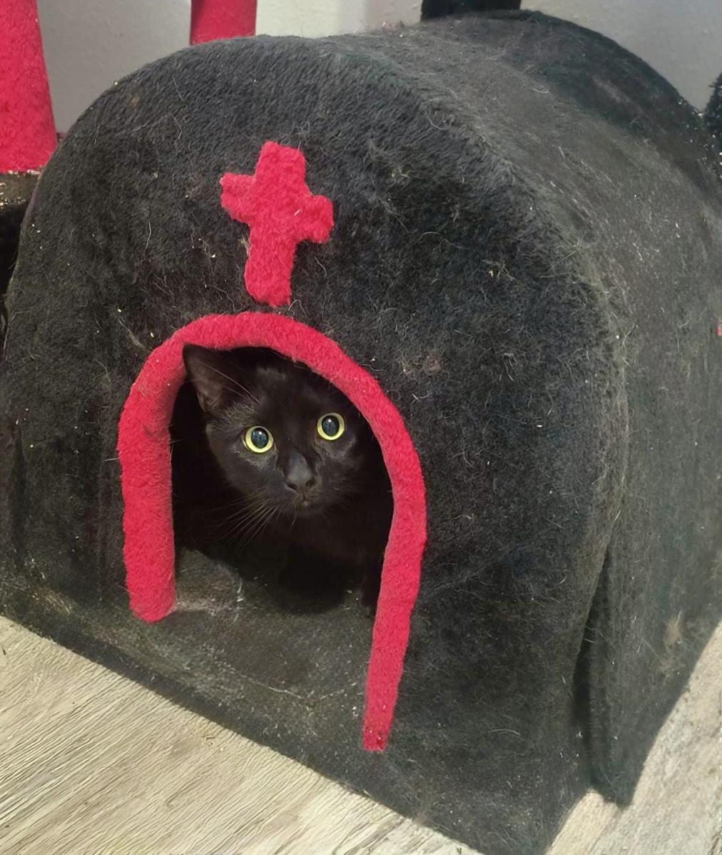 Enlarge Brothers Benny & Jet, an adoptable Domestic Short Hair in Tillamook, OR image 1/6