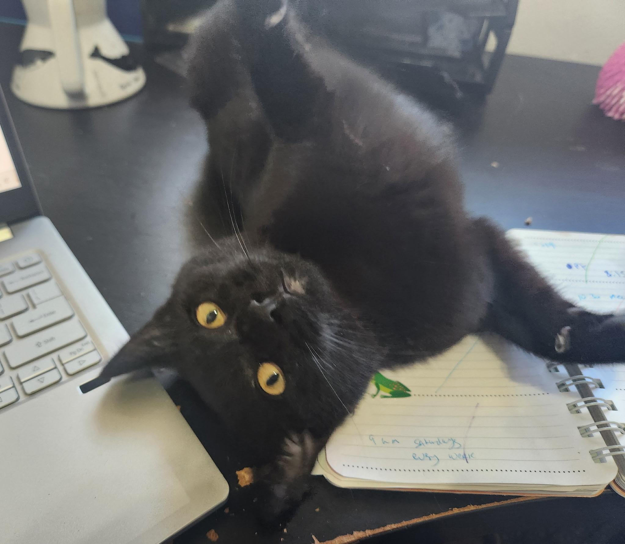 Brothers Benny & Jet